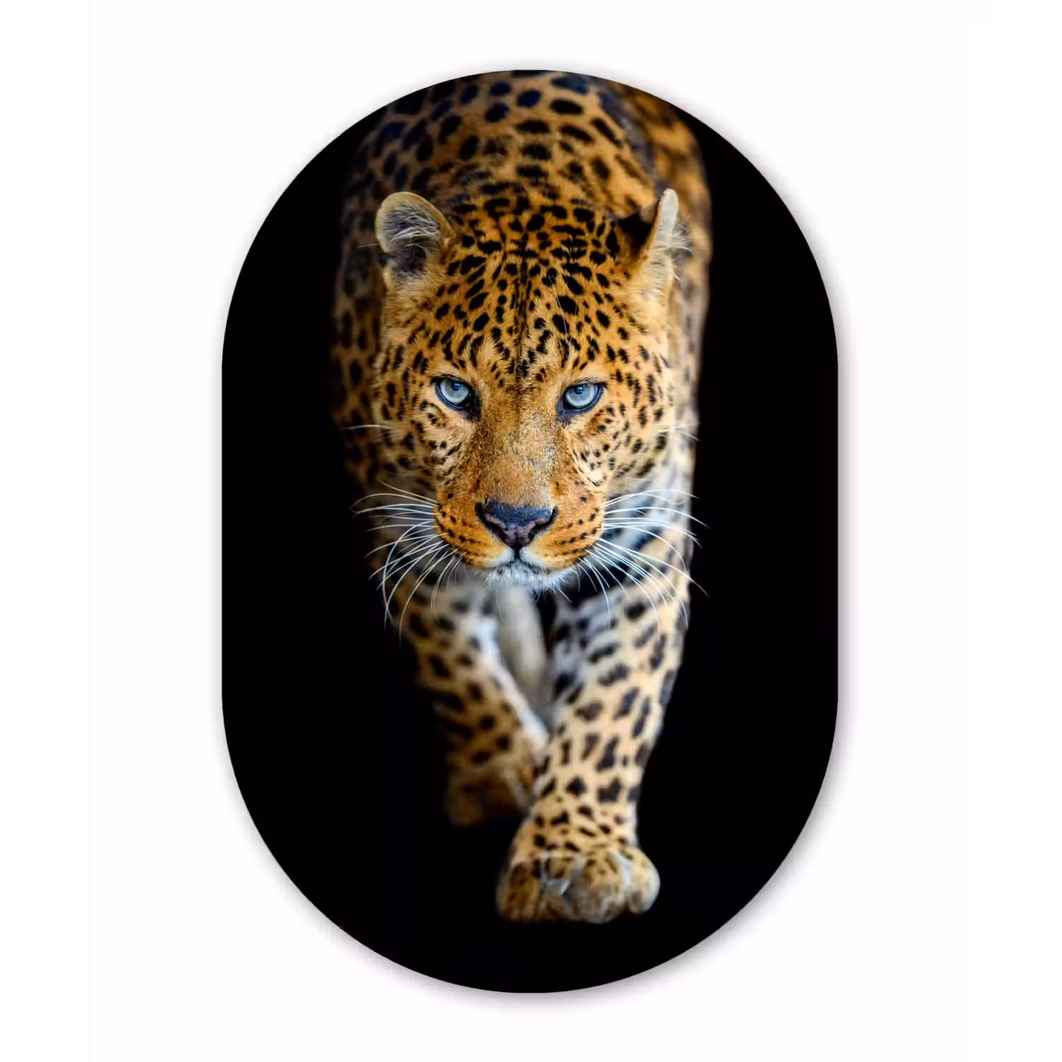 Luipaard - Dieren - Portret - Wilde dieren - Zwart Wandcirkel Ovaal Forex klein -3d
