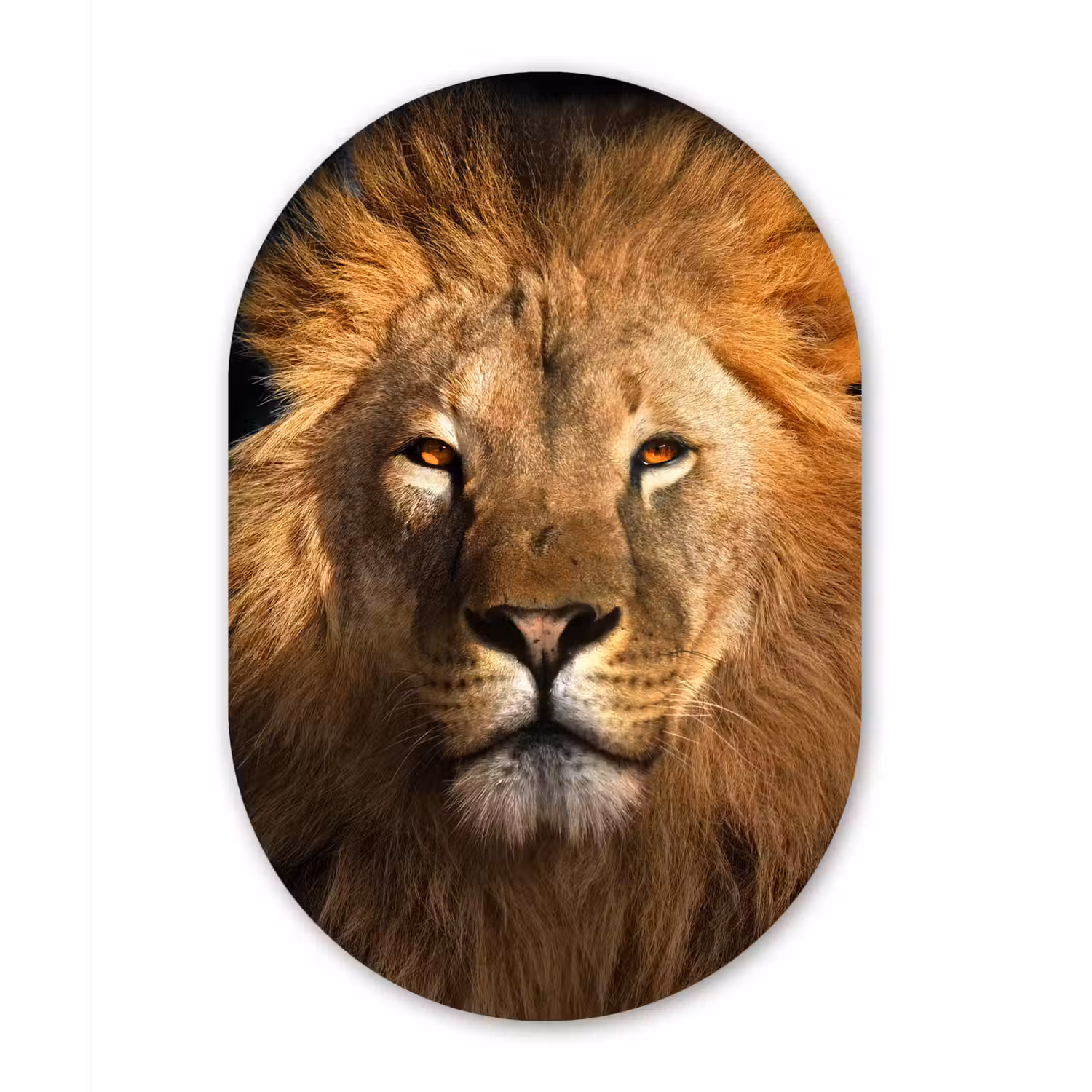Leeuw - Dieren - Zwart - Licht - Bruin - Portret Wandcirkel Ovaal Forex klein -3d