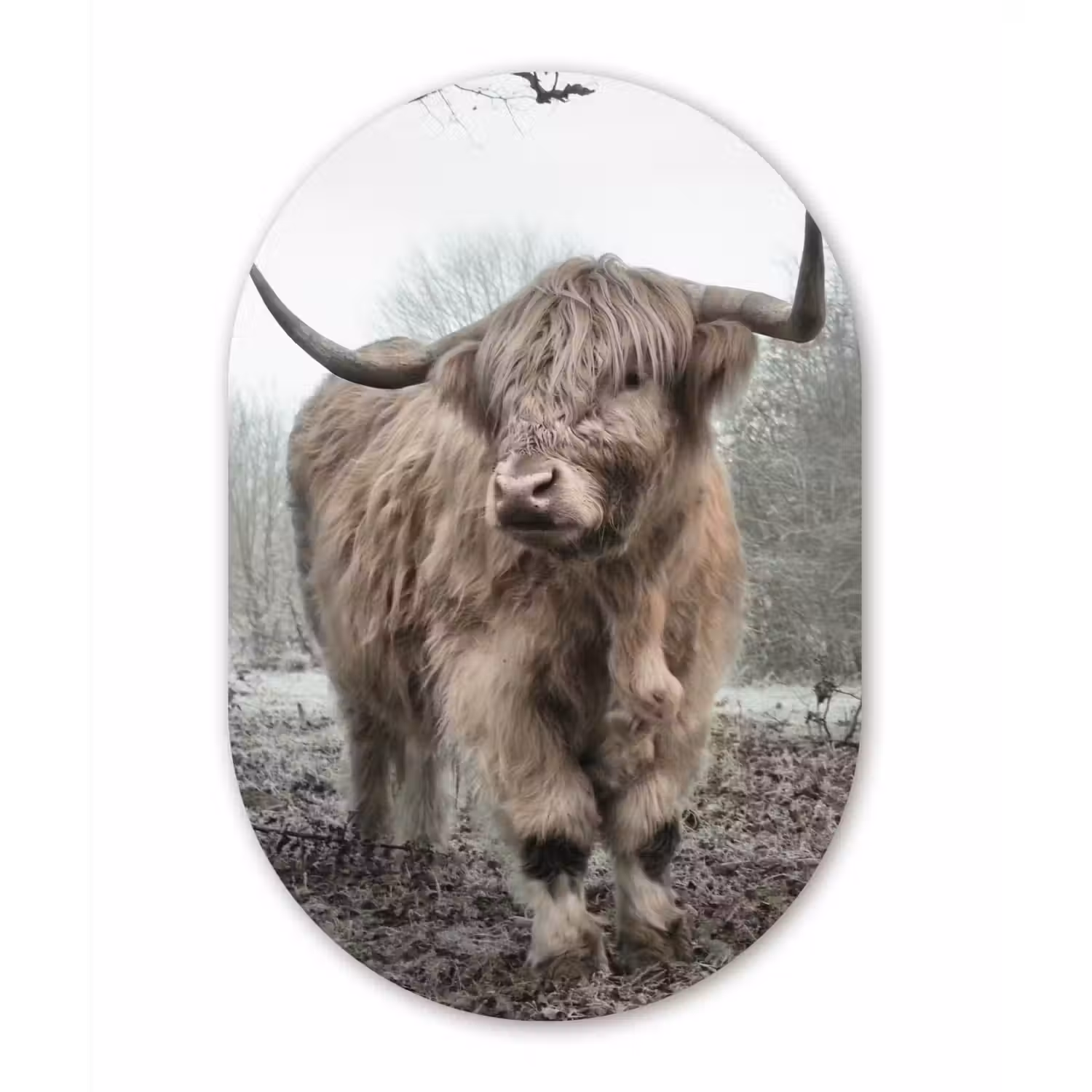 Schotse hooglander - Natuur - Herfst - Dieren - Wild - Bos Wandcirkel Ovaal Forex klein -3d