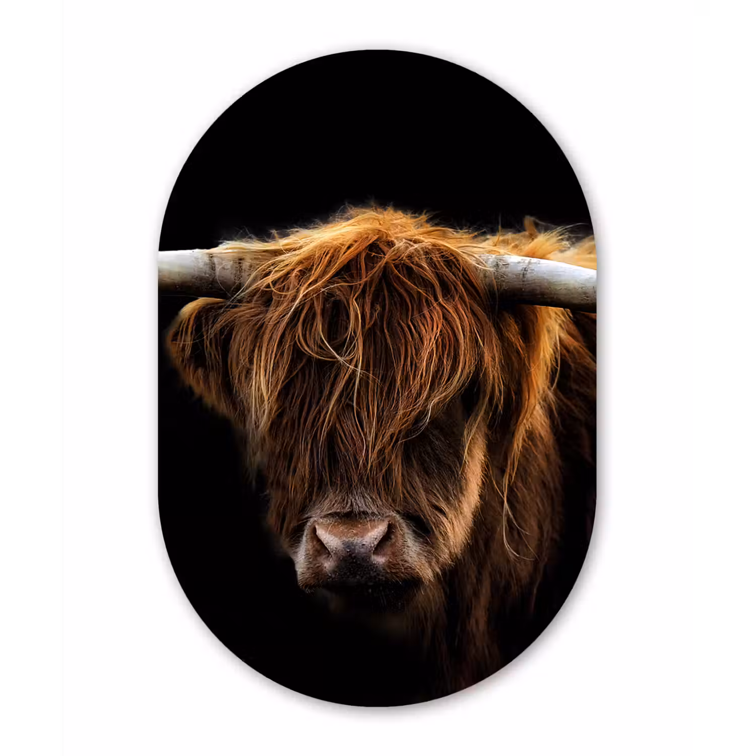 Schotse Hooglander - Horens - Zwart - Dieren - Natuur - Wild - Koe Wandcirkel Ovaal Forex klein -3d