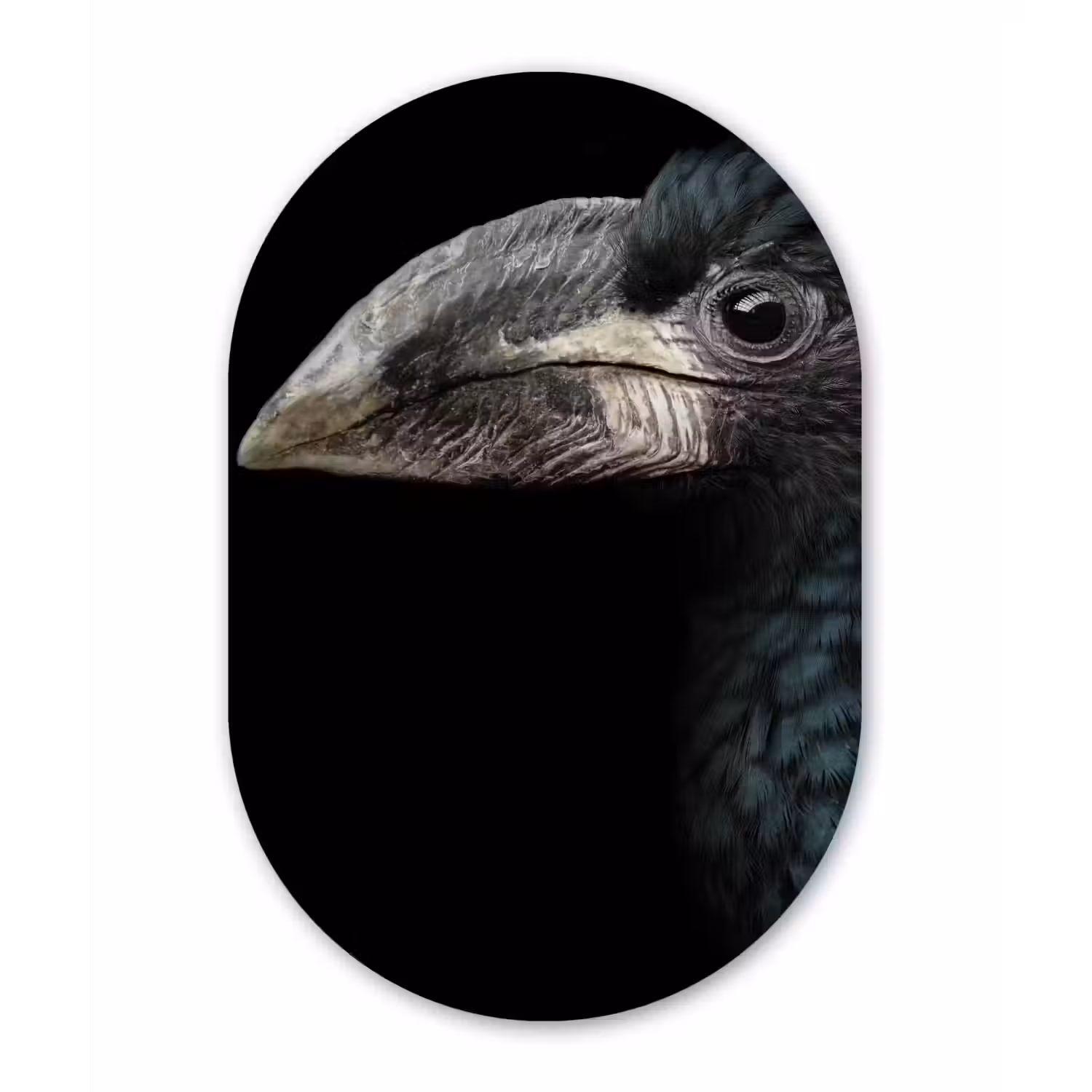 Vogel - Portret - Neushoornvogel - Zwart - Dieren Wandcirkel Ovaal Forex klein -3d
