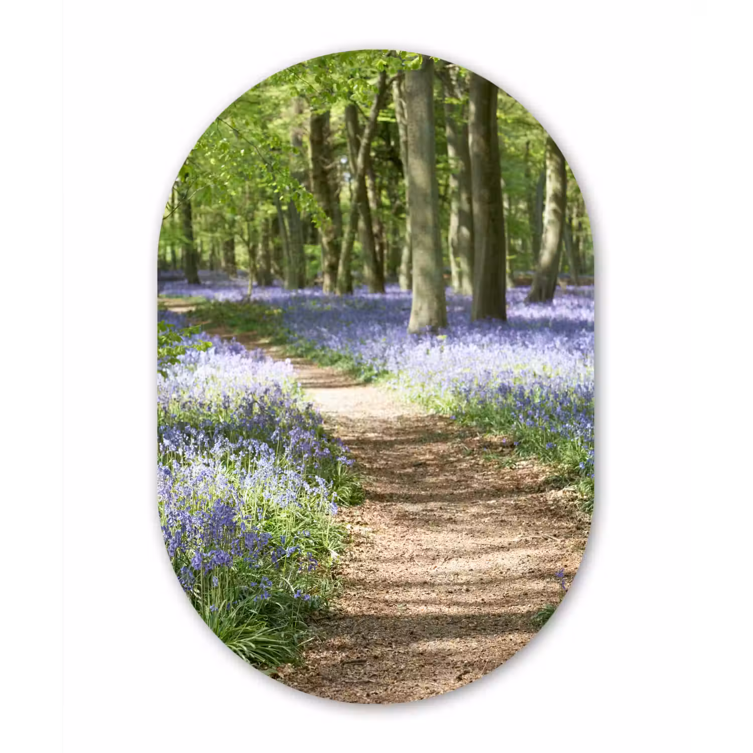 Bos - Pad - Bloemen - Paars - Groen - Natuur Wandcirkel Ovaal Forex klein -3d