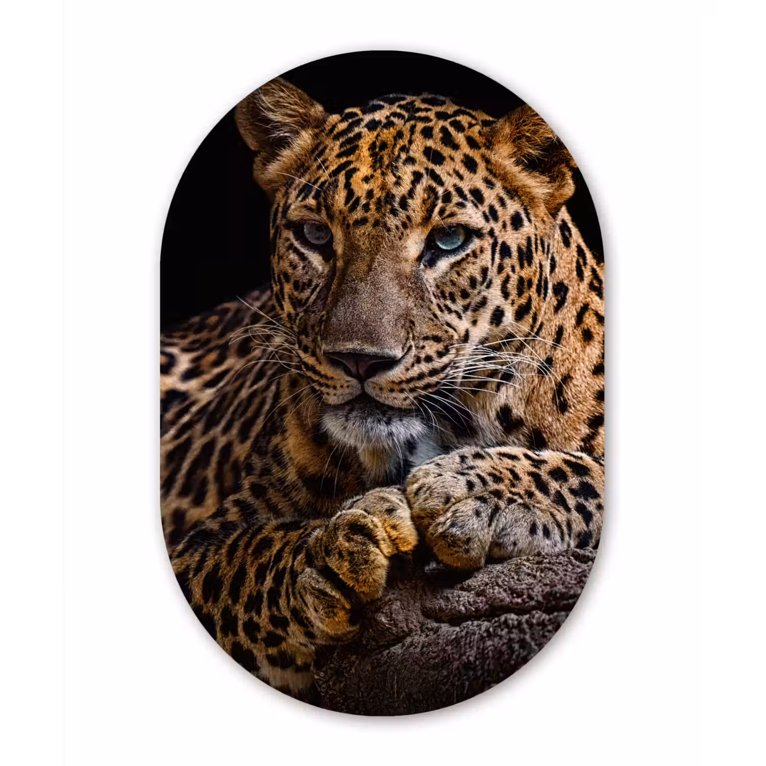 Wilde dieren - Panter - Portret - Zwart - Dieren Wandcirkel Ovaal Forex klein -3d