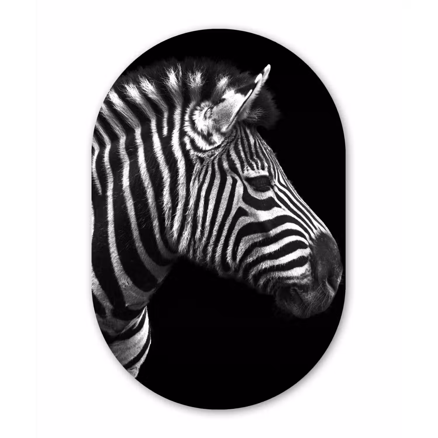 Zebra - Zwart - Wit - Portret - Dieren Wandcirkel Ovaal Forex klein -3d