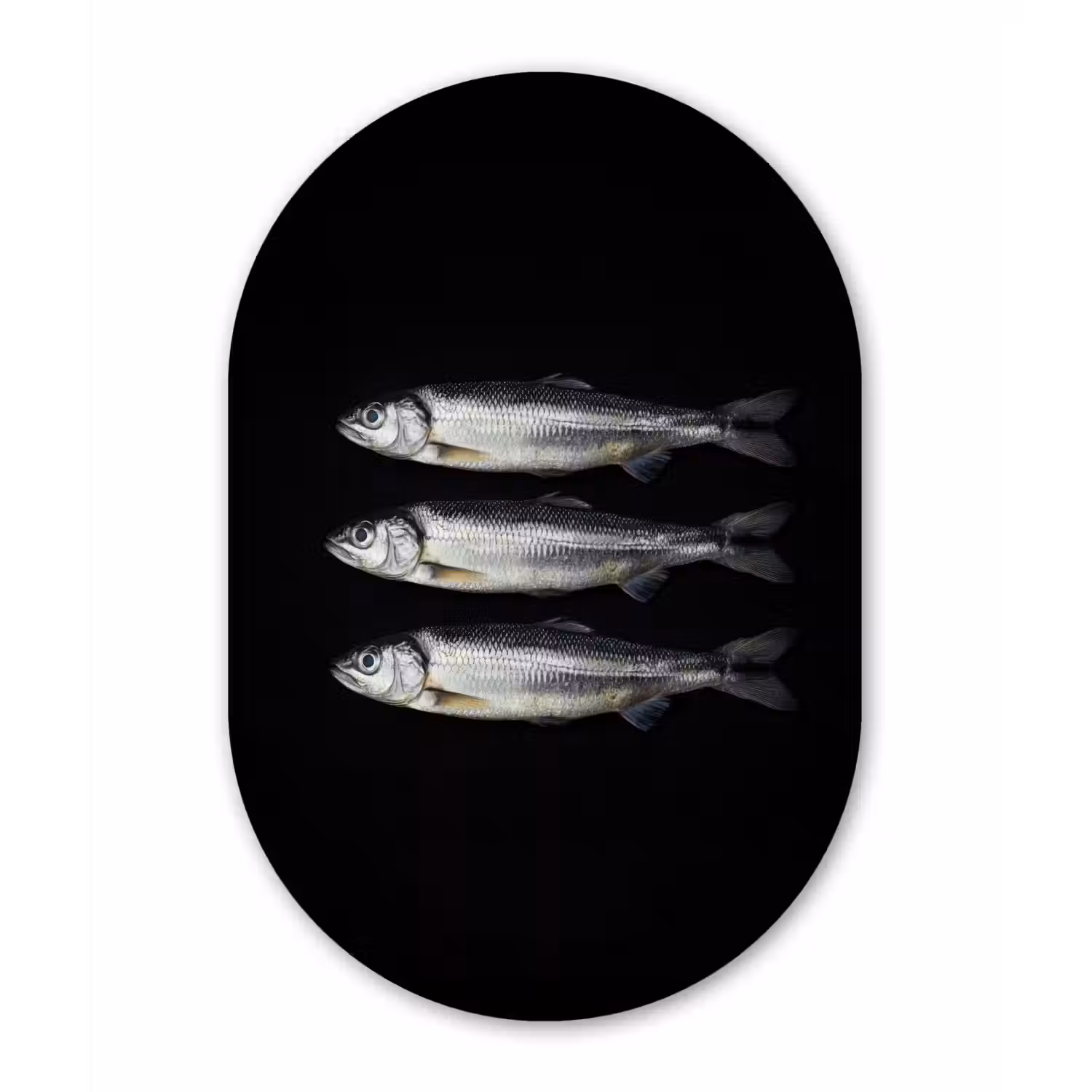 Haring - Vissen - Zwart Wandcirkel Ovaal Glas middel -3d