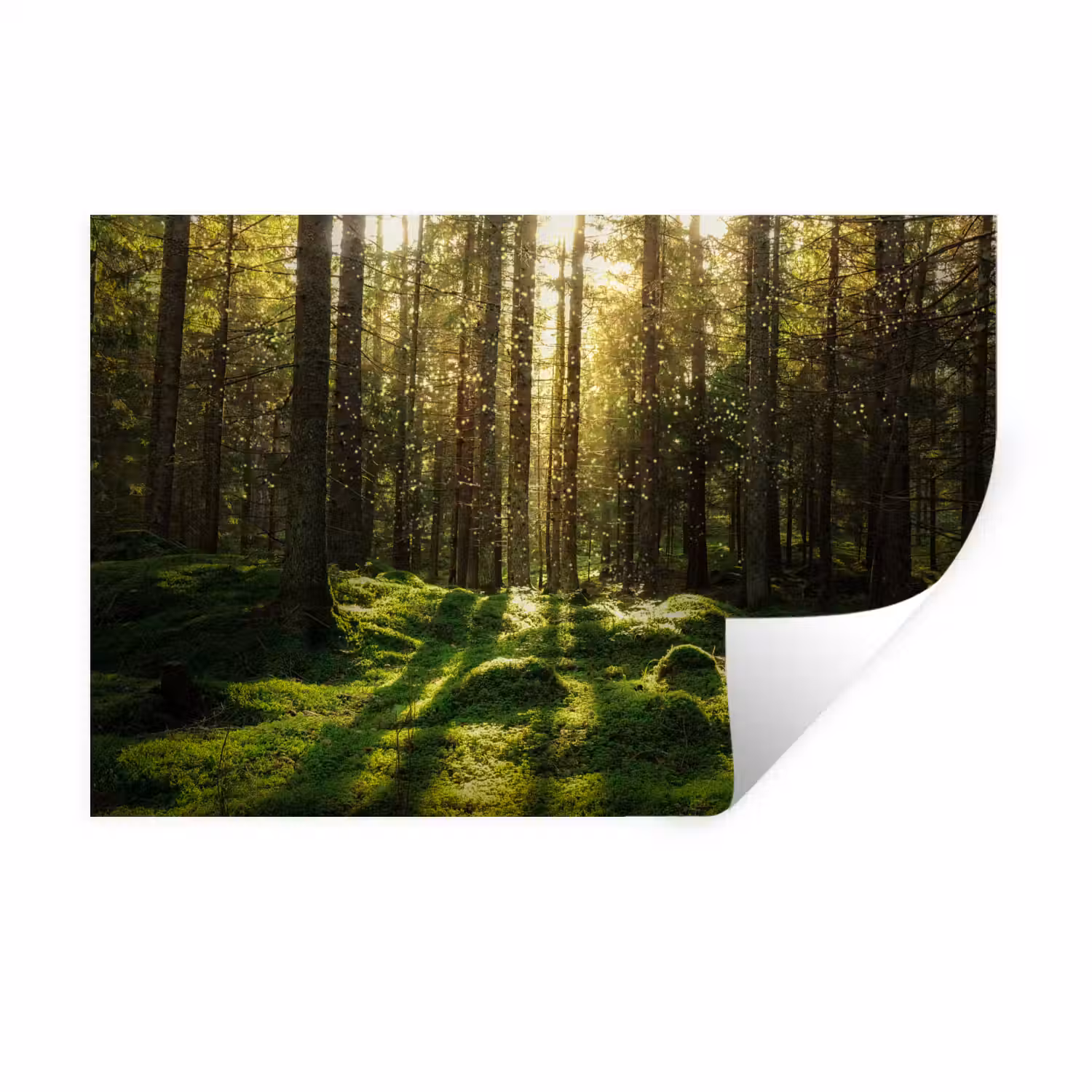 Bomen - Bos - Mos - Planten - Zon Muursticker klein -3d
