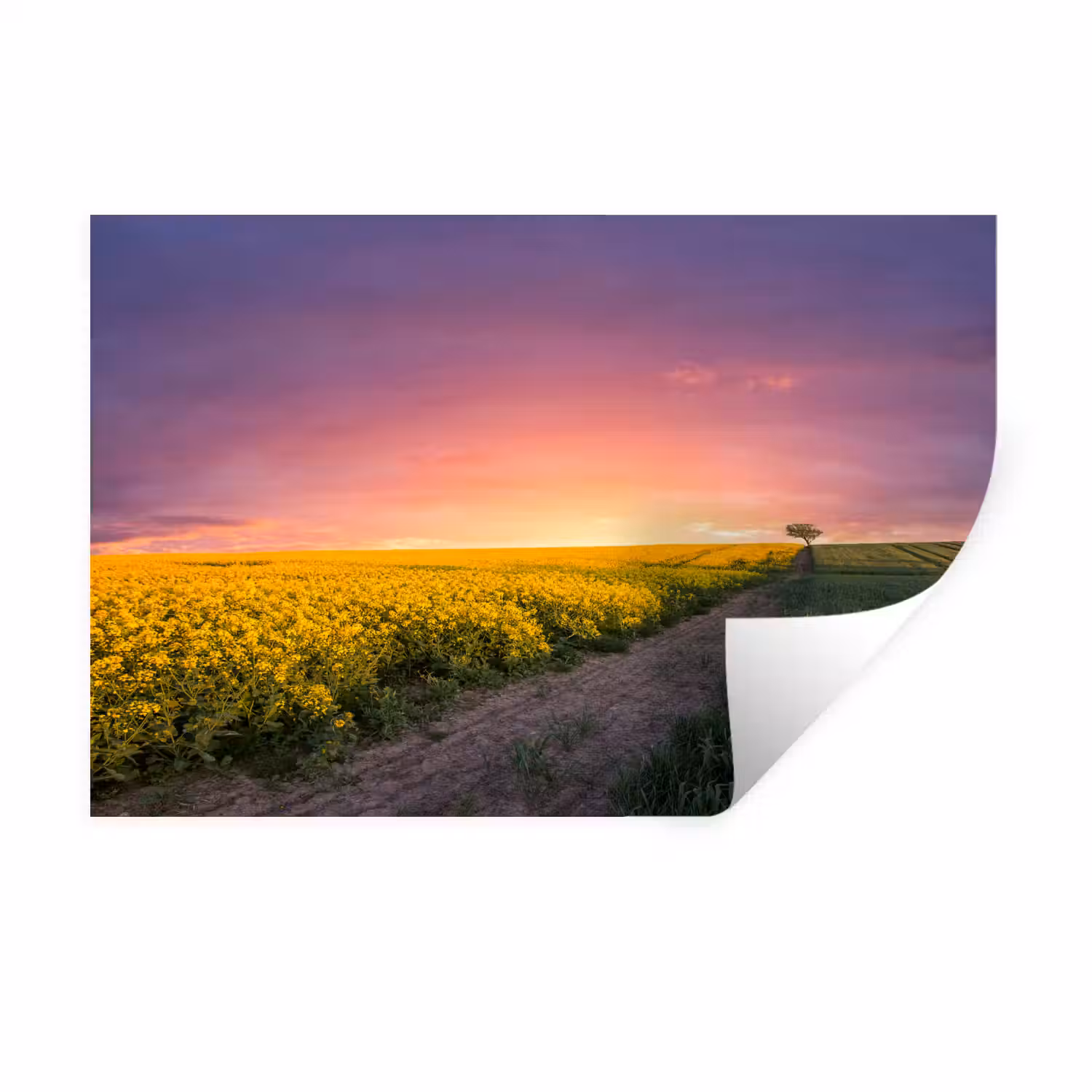 Bloemen - Weg - Lucht - Geel - Paars Muursticker klein -3d