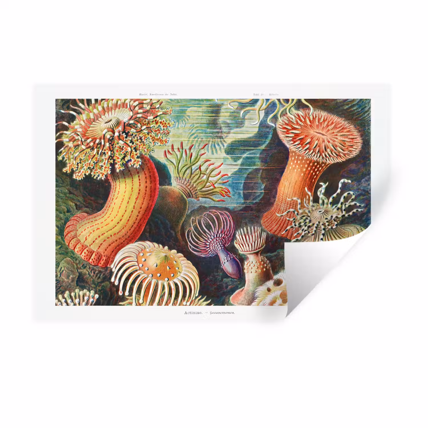 Ernst Haeckel - Anemoon - Retro - Tuinposter - Tuinhuis Muursticker klein -3d