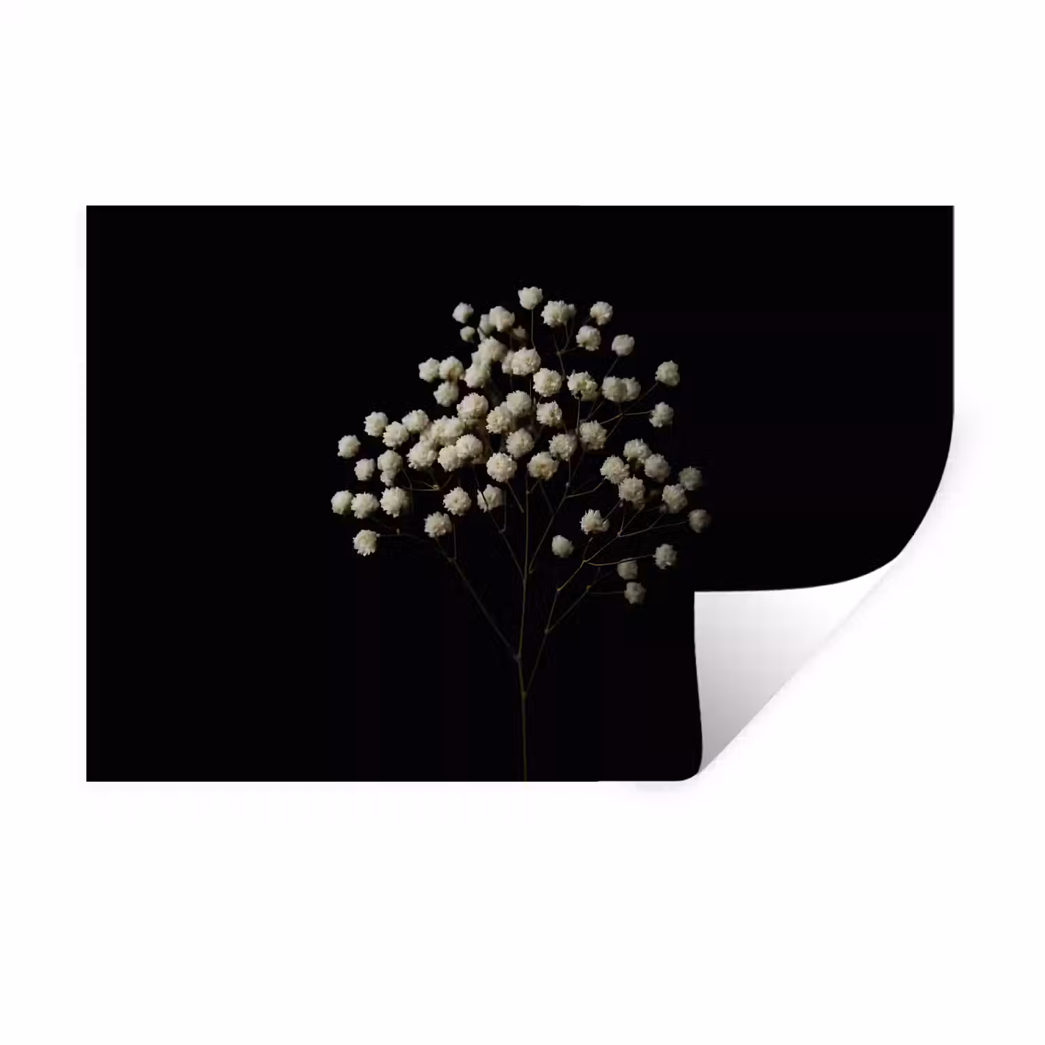 Gipskruid - Bloemetjes - Wit - Minimalistisch Muursticker klein -3d