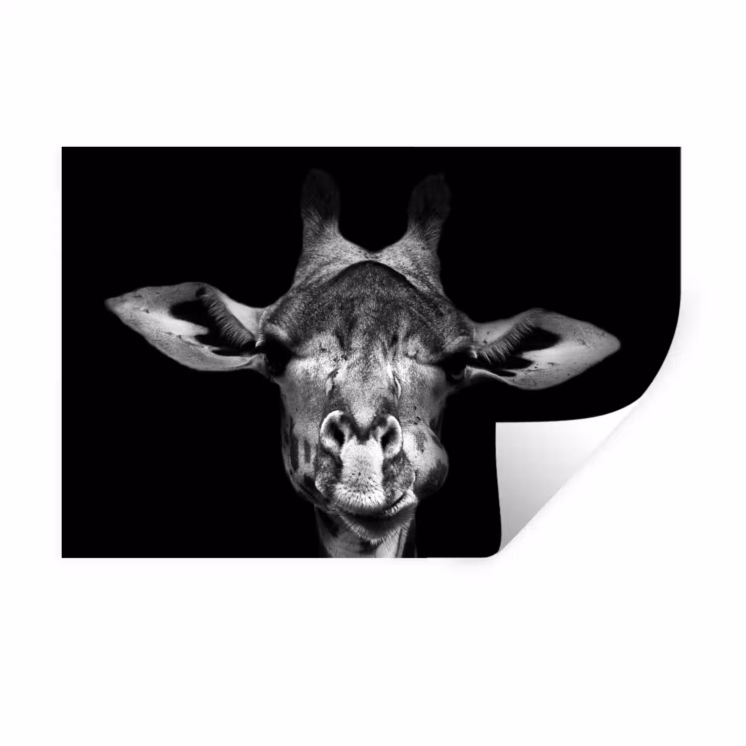 Giraffe - Portret - Dieren - Zwart - Wit Muursticker klein -3d
