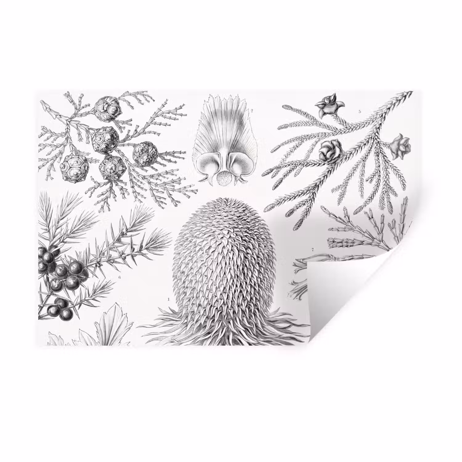 Tuinposter zwart wit - Ernst Haeckel - Kunst - Retro - Tuin Muursticker klein -3d