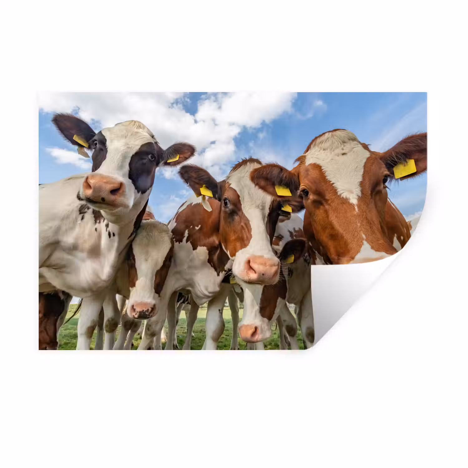 Koeien - Dieren - Weiland - Natuur Muursticker klein -3d