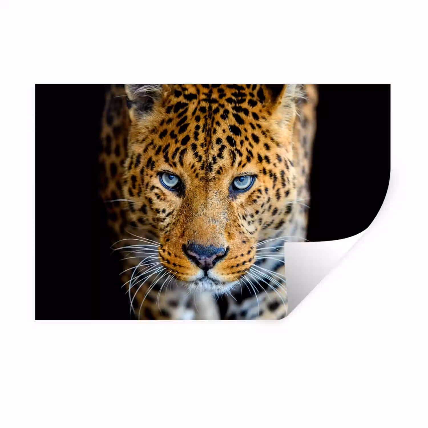 Luipaard - Dieren - Portret - Wilde dieren - Zwart Muursticker klein -3d