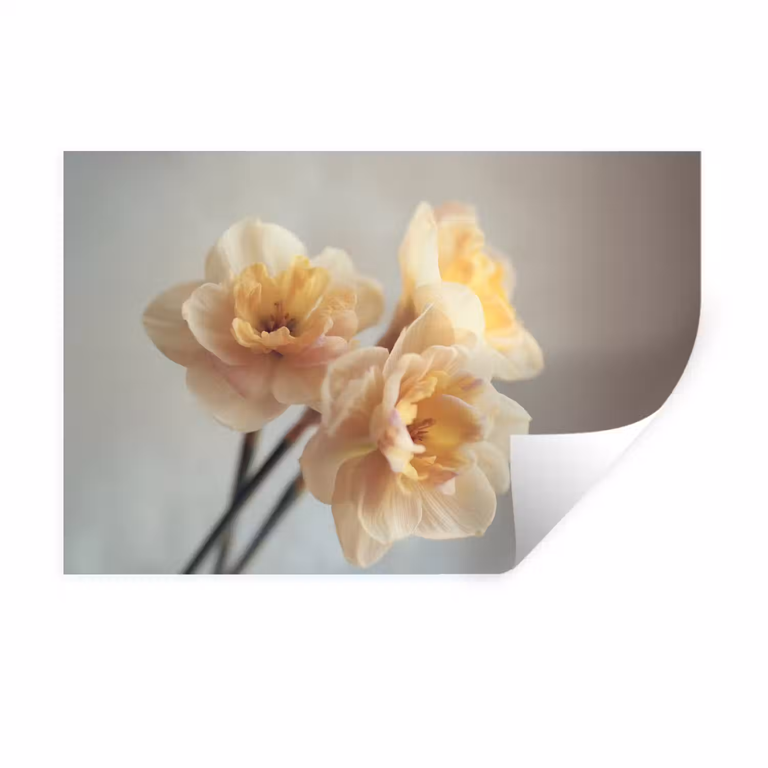 Narcissen - Geel - Bloemblaadjes Muursticker klein -3d