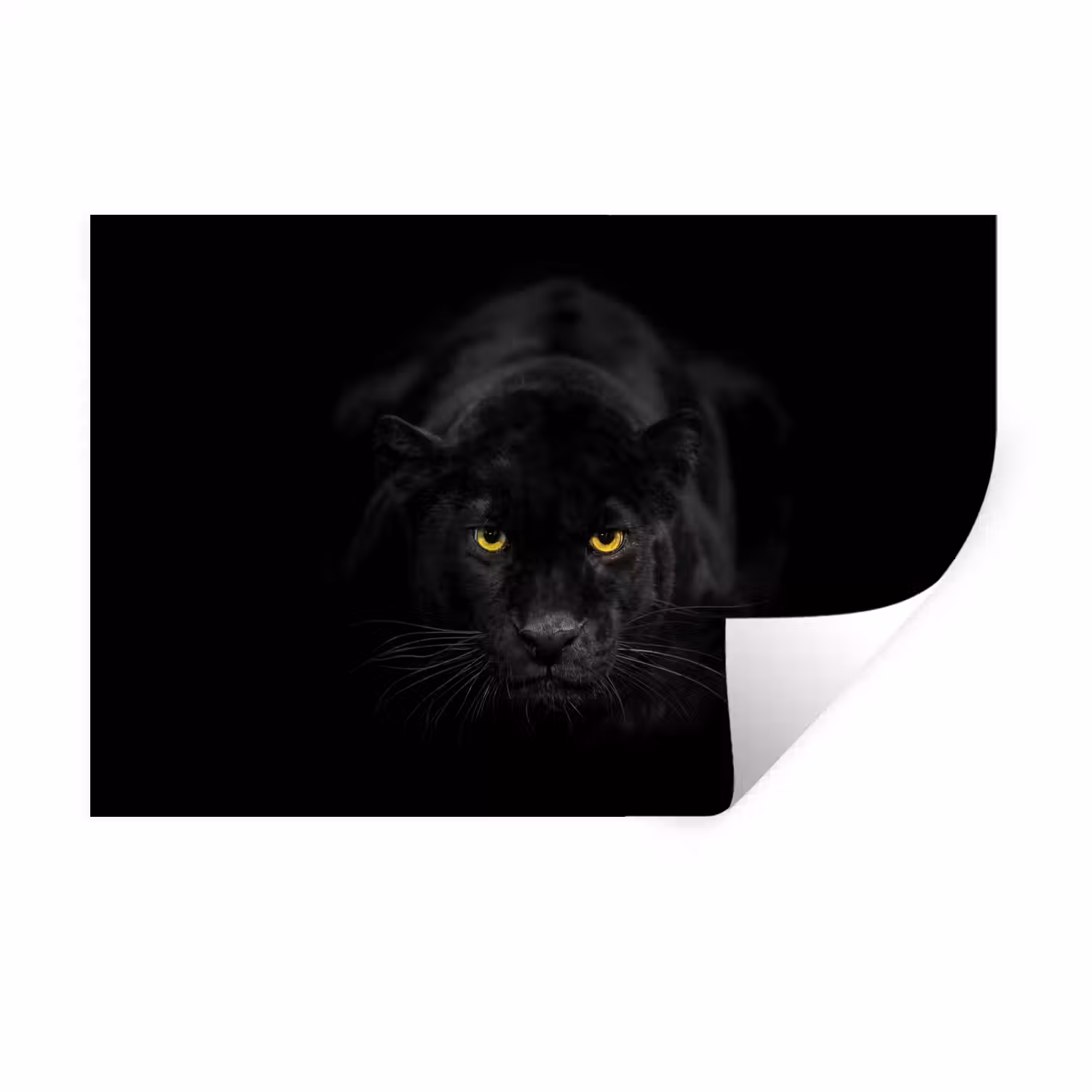 Panter - Dieren - Zwart - Ogen Muursticker klein -3d