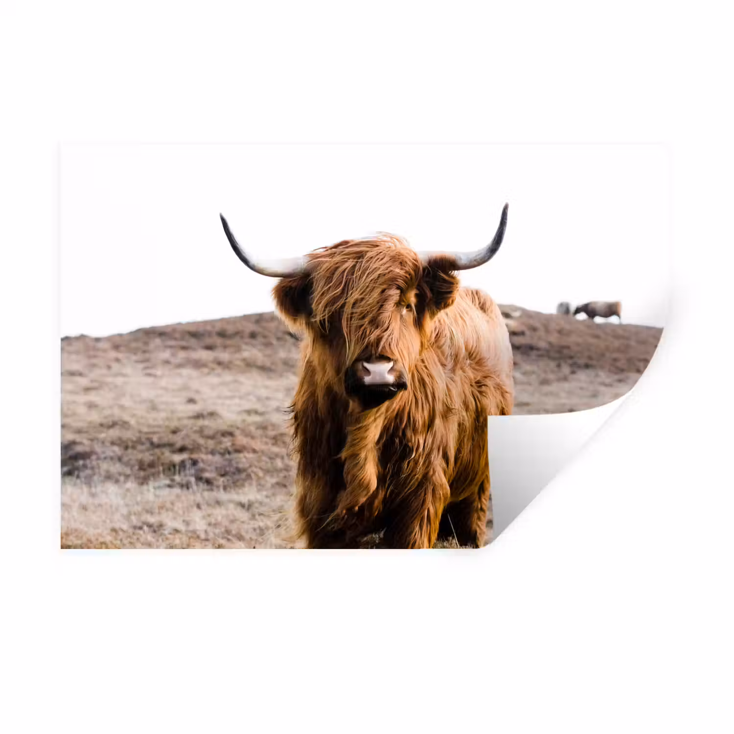 Schotse hooglander - Landschap - Koe - Bruin - Dieren - Natuur Muursticker klein -3d
