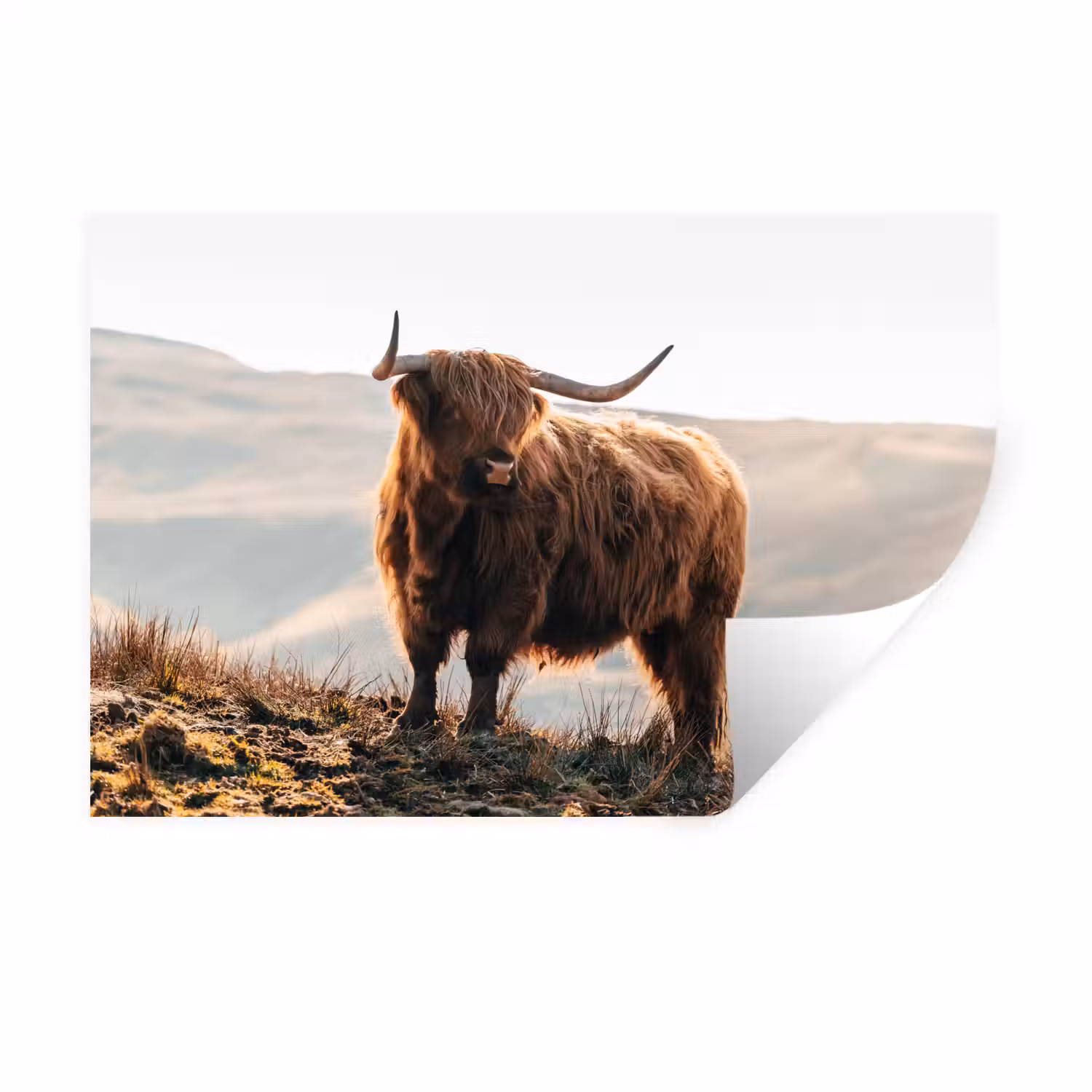Schotse hooglander - Dieren - Landelijk - Landschap - Koe - Natuur Muursticker klein -3d