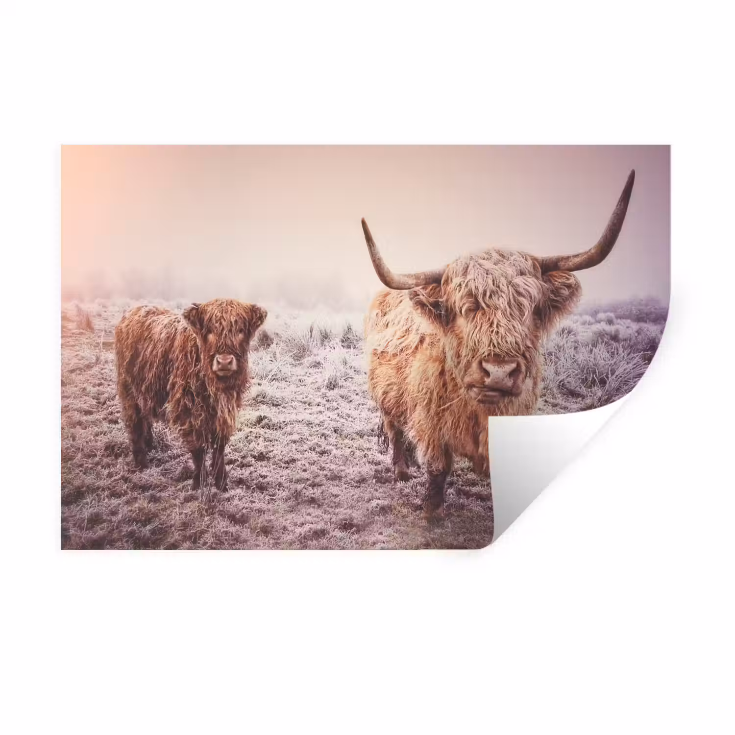 Schotse hooglanders - Licht - Lucht - Natuur Muursticker klein -3d