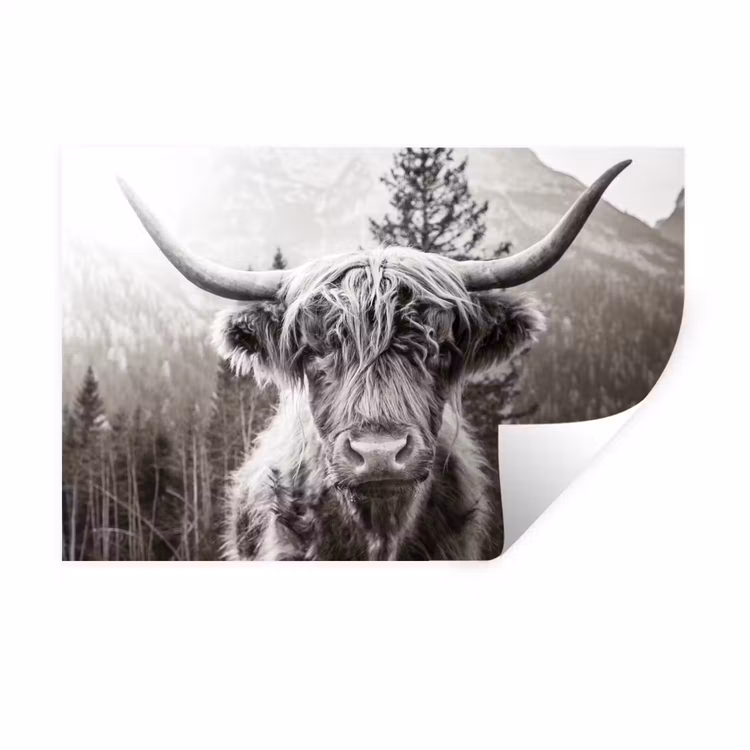 Schotse hooglander - Koe - Dieren - Zwart - Wit Muursticker klein -3d