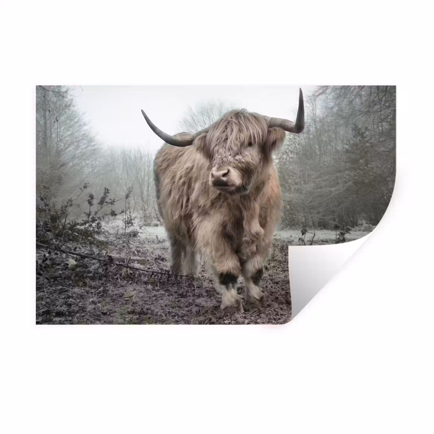 Schotse Hooglander - Bos - Mist - Koe - Dieren - Natuur Muursticker klein -3d