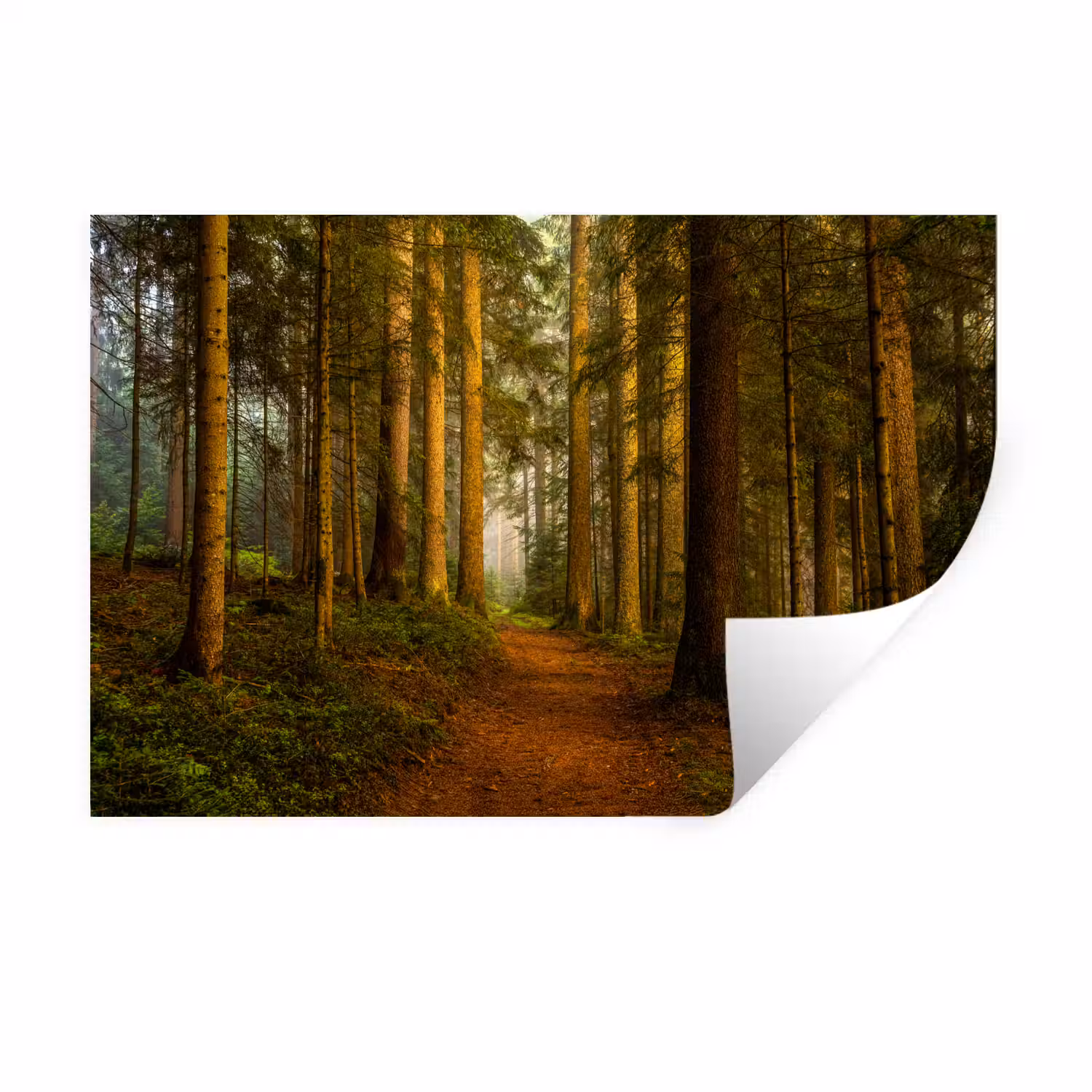 Bos - Natuur - Bomen - Landschap Muursticker klein -3d