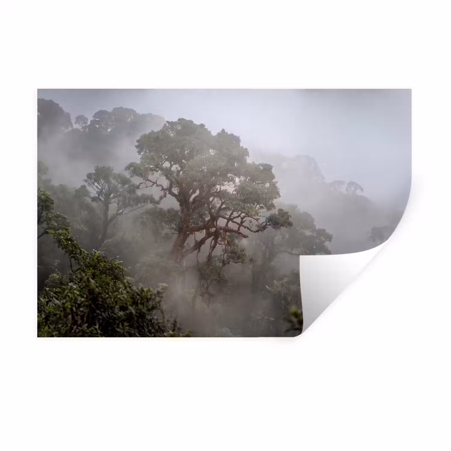 Boom - Mistig - Bos - Groen - Natuur Muursticker klein -3d