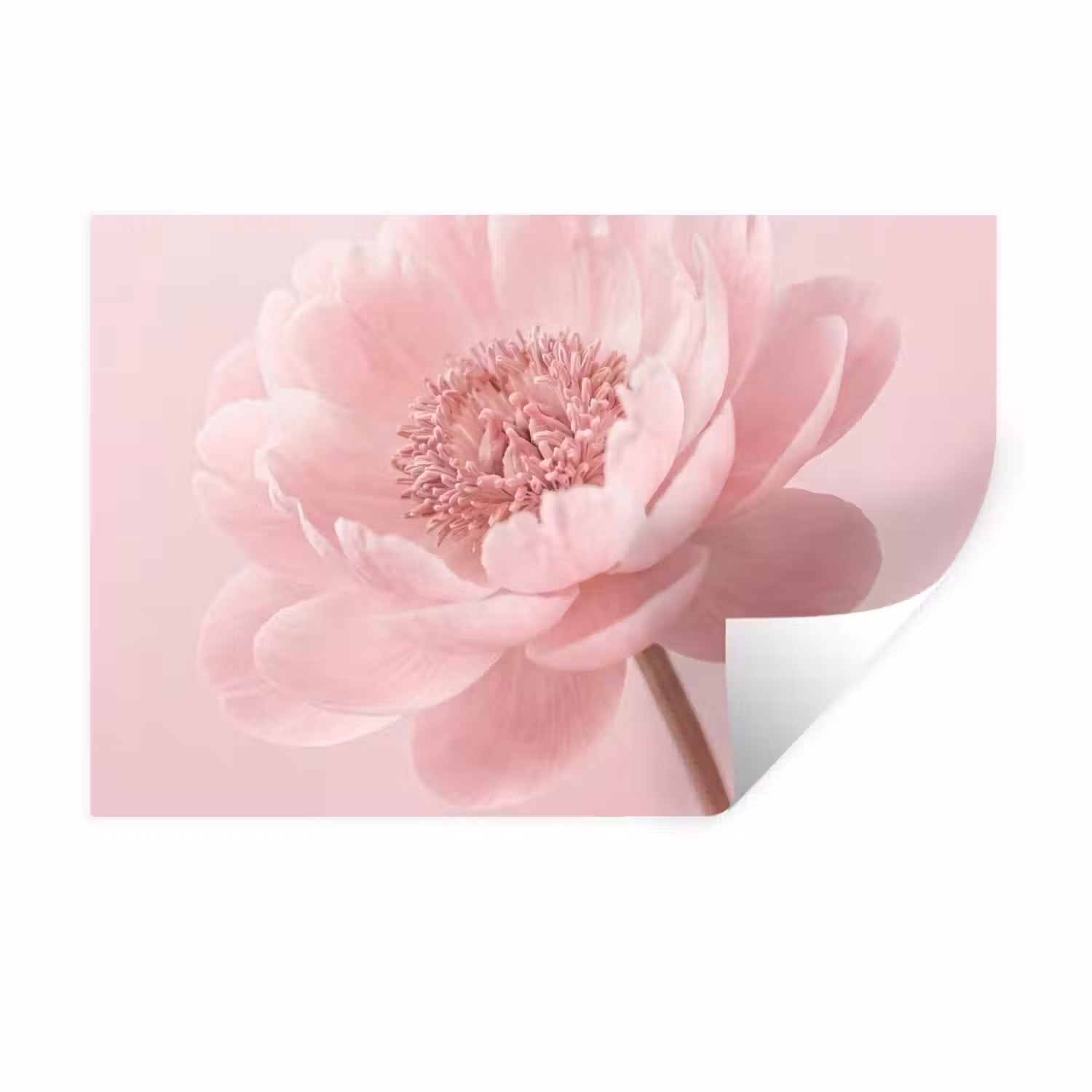 Bloem - Pioenroos - Roze Muursticker klein -3d