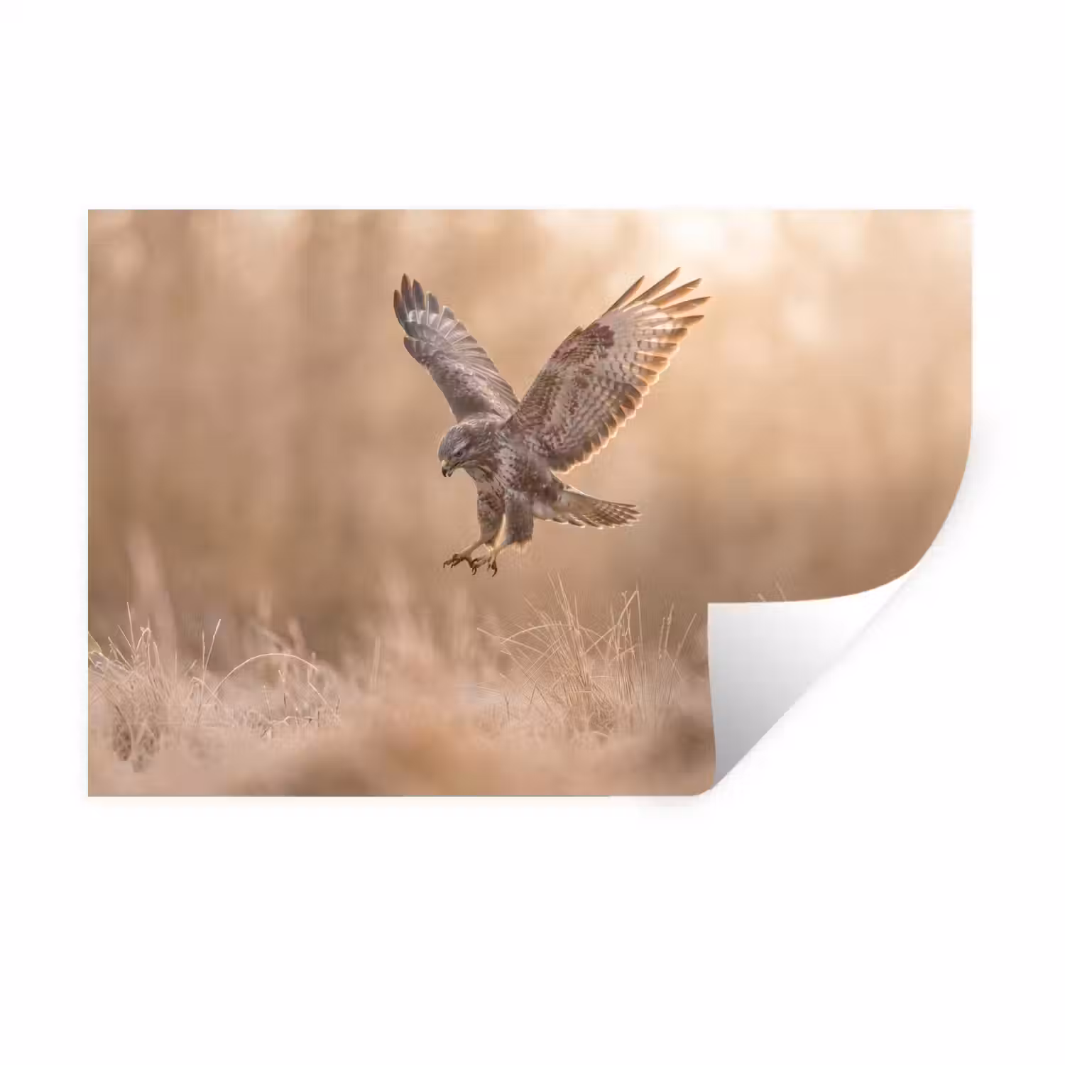 Buizerd - Roofvogel - Natuur - Bruin Muursticker klein -3d