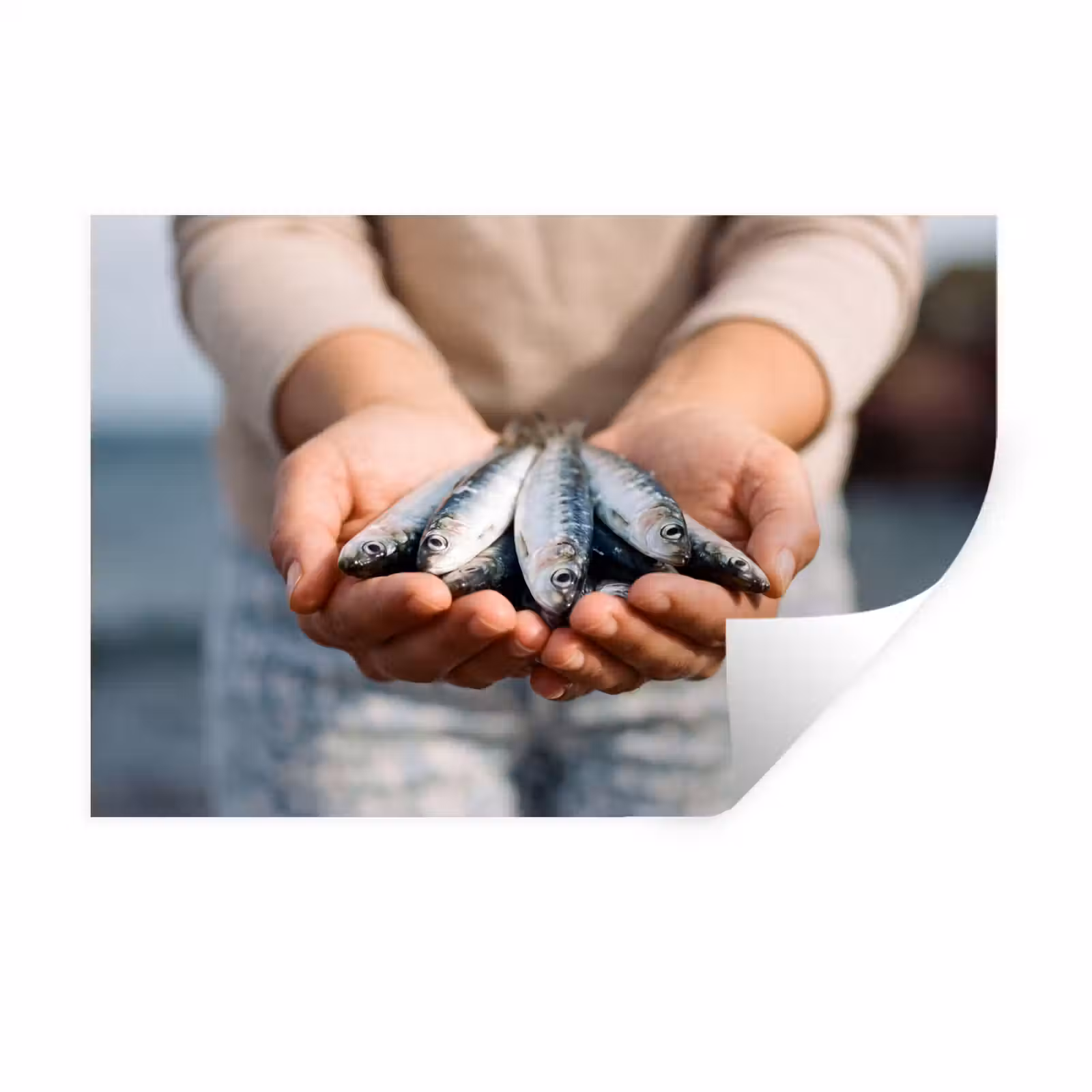 Wandtattoo – Fisch – Hände – Natur - Vis - Handen - Natuur Muursticker klein