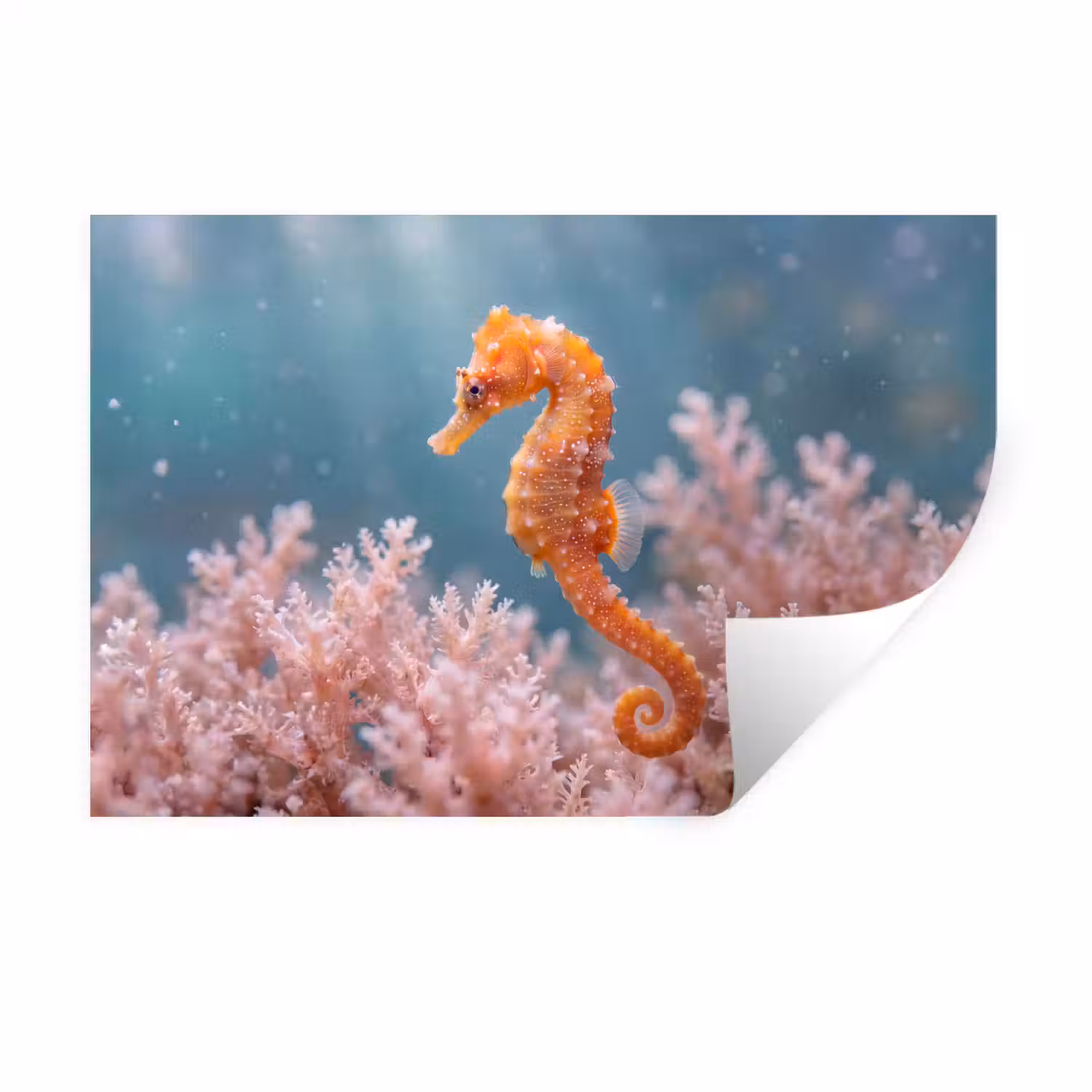 Vis - Koraal - Oceaan - Macro - Oranje Muursticker klein -3d