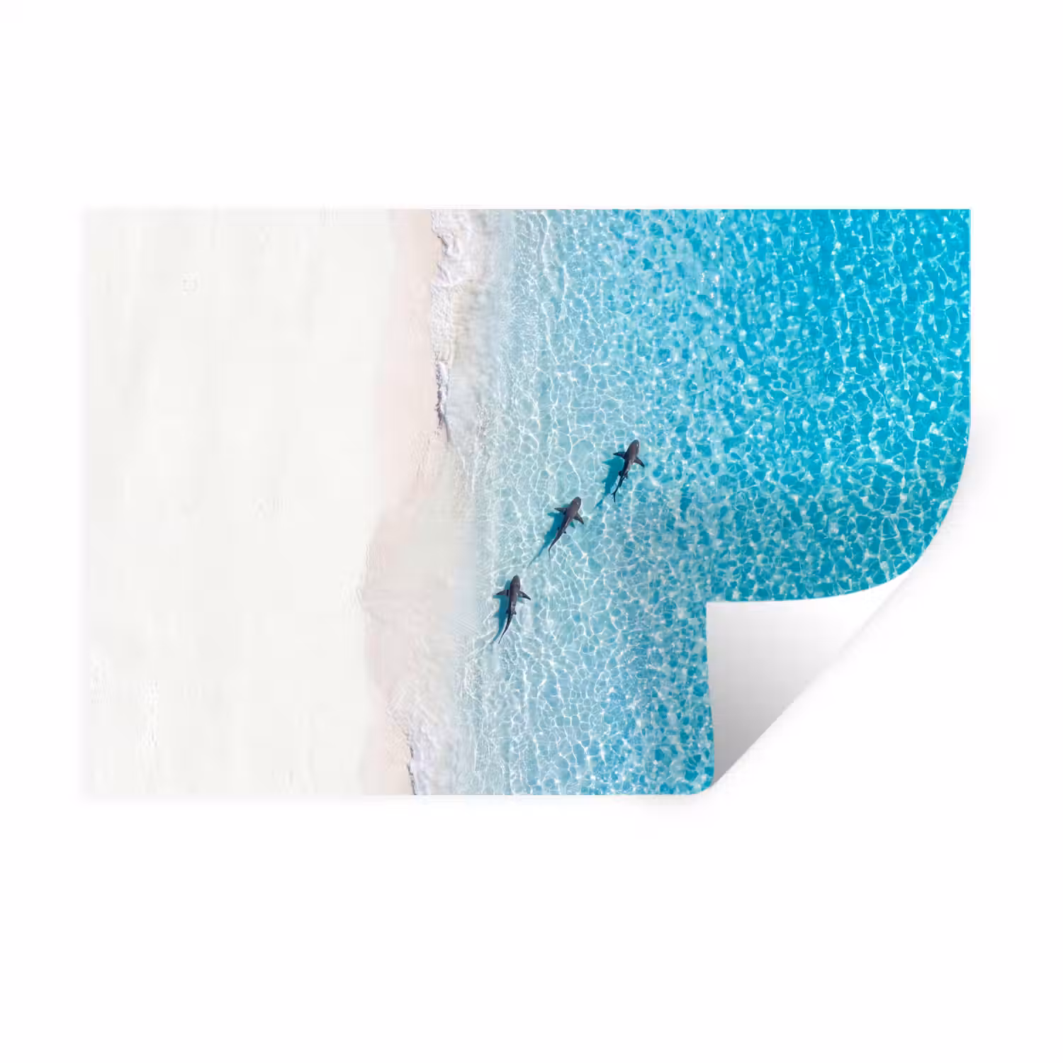 Vis - Oceaan - Strand - Turquoise - Natuur Muursticker klein -3d
