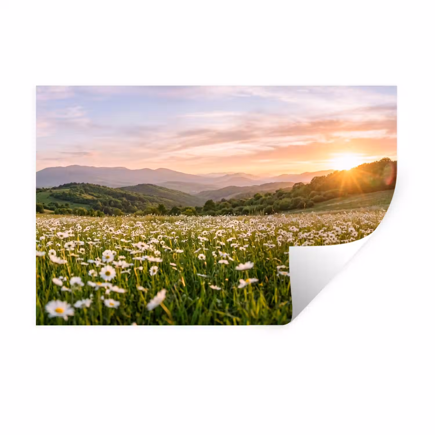 Madelief - Veld - Heuvels - Groen Muursticker klein -3d
