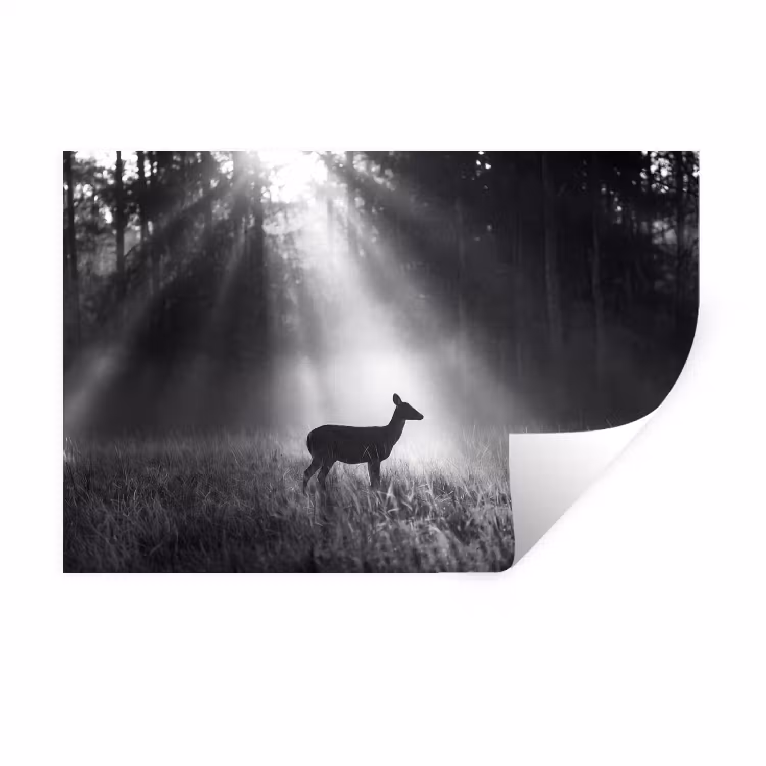 Hert - Bos - Zonnestralen - Zwart-wit - Natuur Muursticker klein -3d