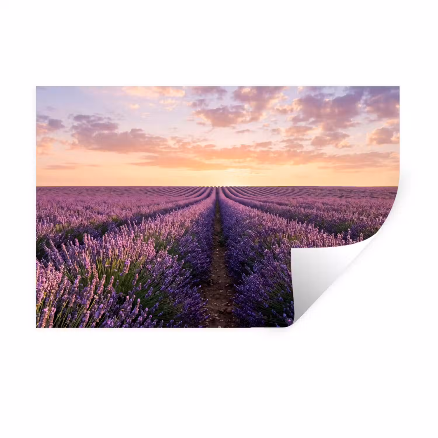 Landschap - Lavendelveld - Paars Muursticker klein -3d