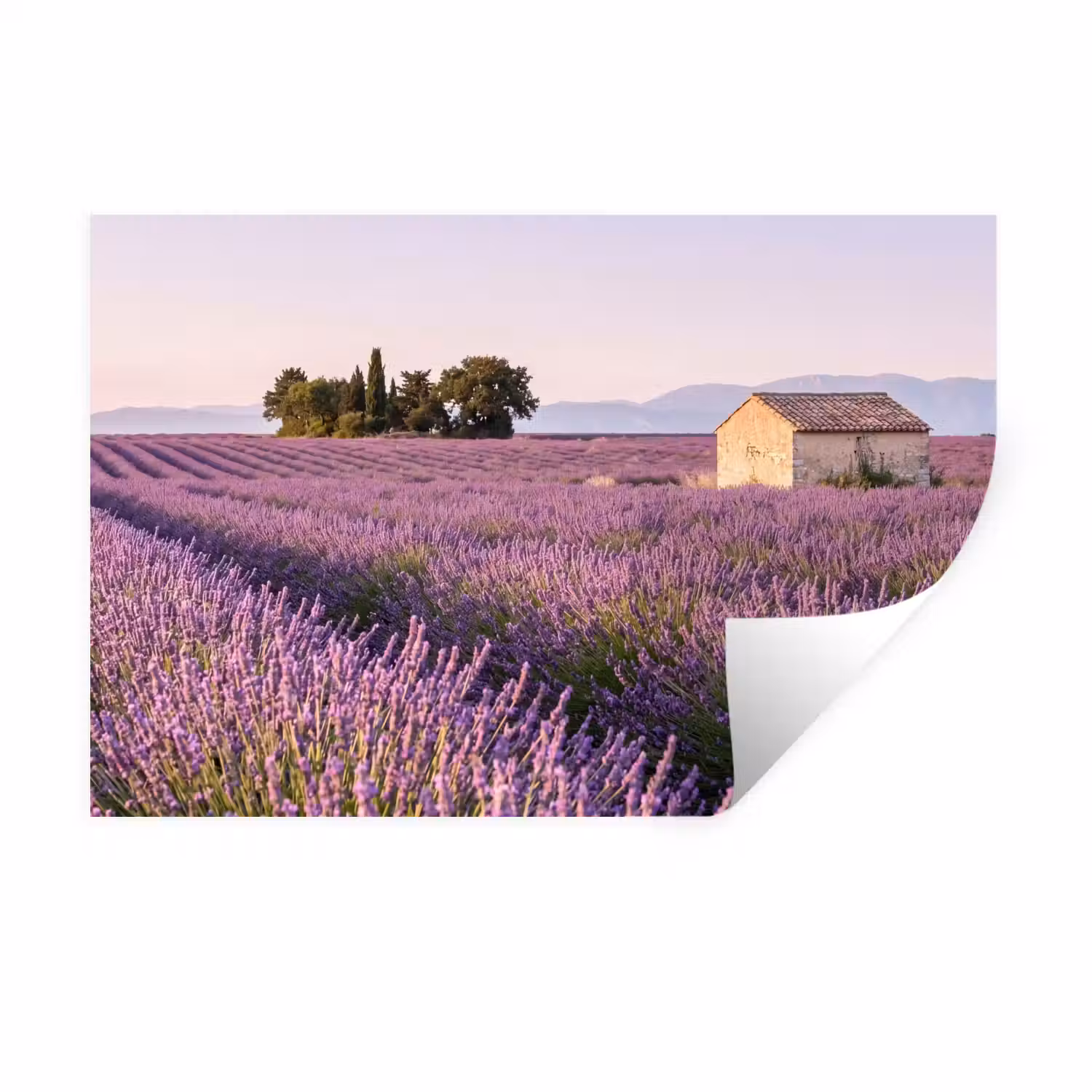 Lavendel - Landschap - Sereen - Paars Muursticker klein -3d