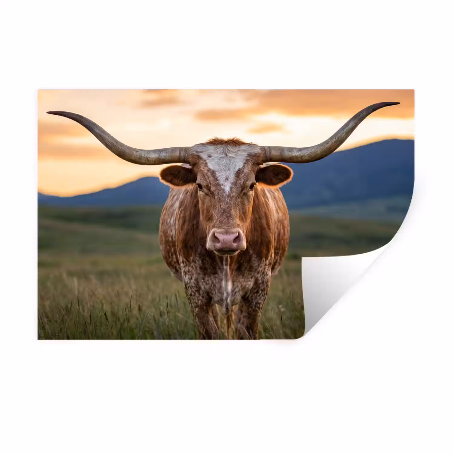 Longhorn - Landschap - Zonsondergang Muursticker klein -3d