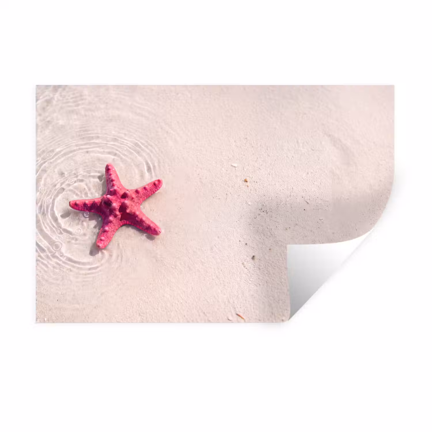 Zeeleven - Zeester - Strand - Roze - Water Muursticker klein -3d