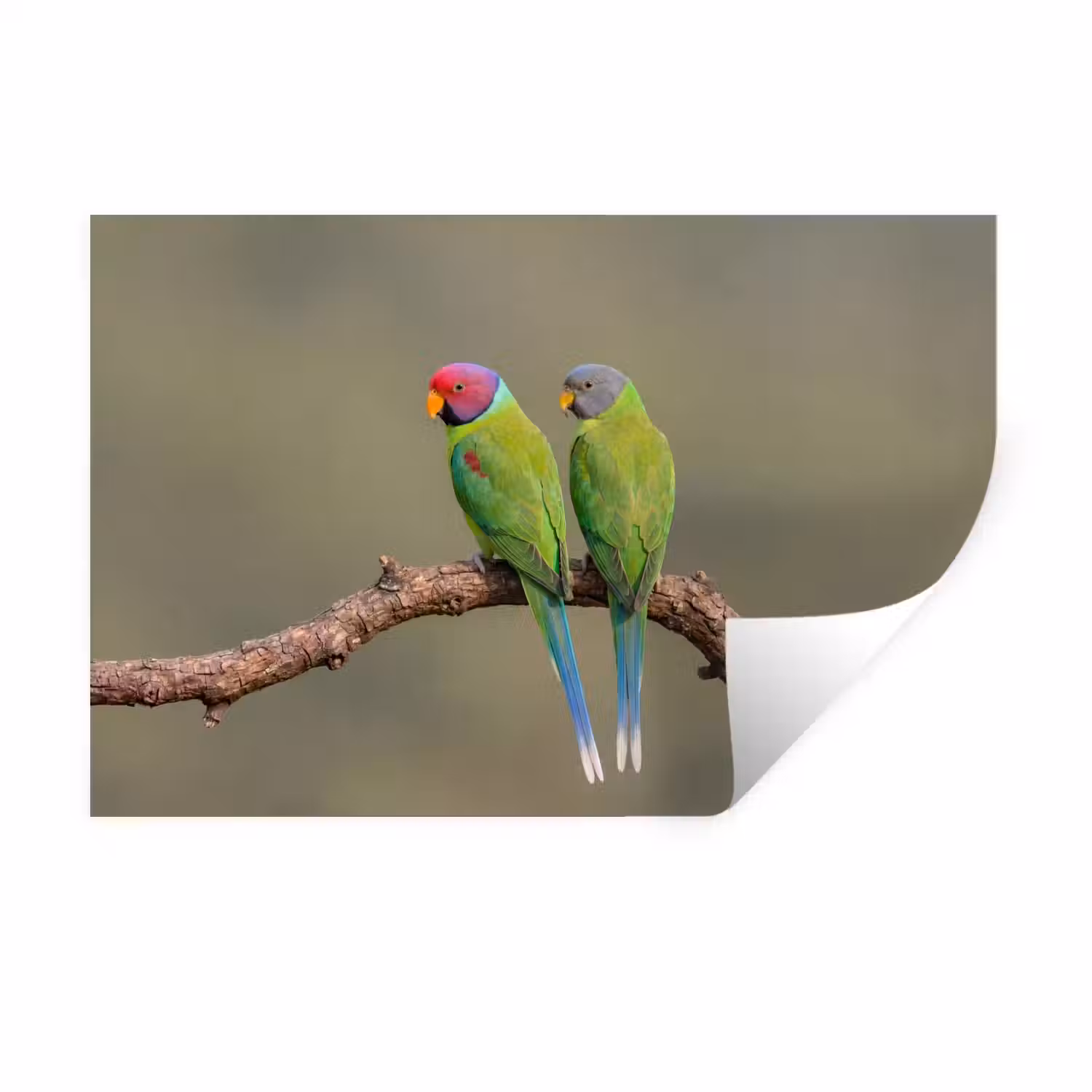 Papagaai - Tak - Natuur - Kleurrijk Muursticker klein -3d