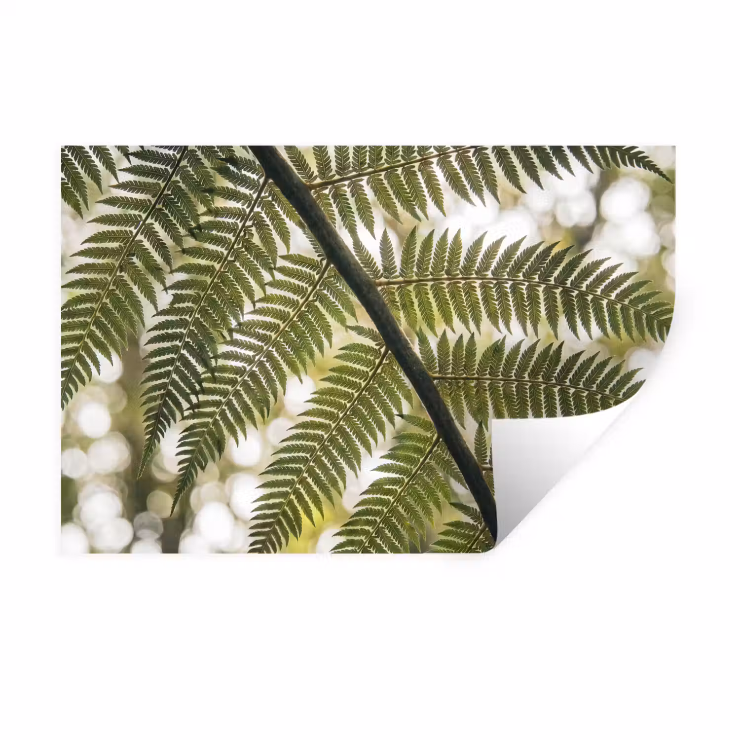 Plant - Blad - Natuur - Groen - Detail Muursticker klein -3d