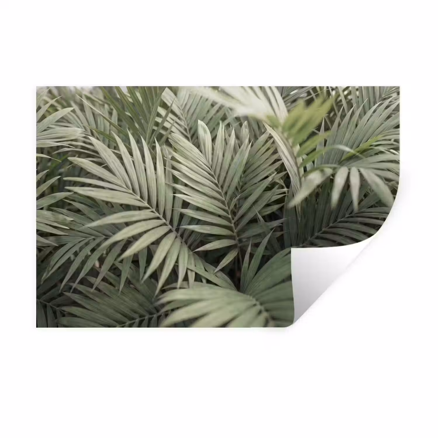 Plant - Palmbladeren - Natuur - Groen Muursticker klein -3d