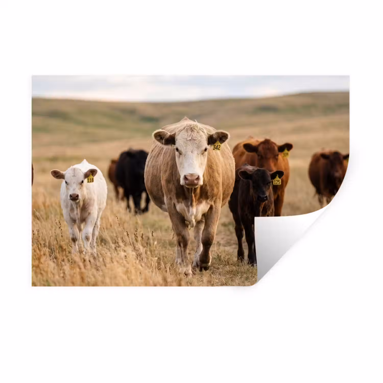 Runderen - Kudde - Landschap - Weide - Rustig Muursticker klein -3d