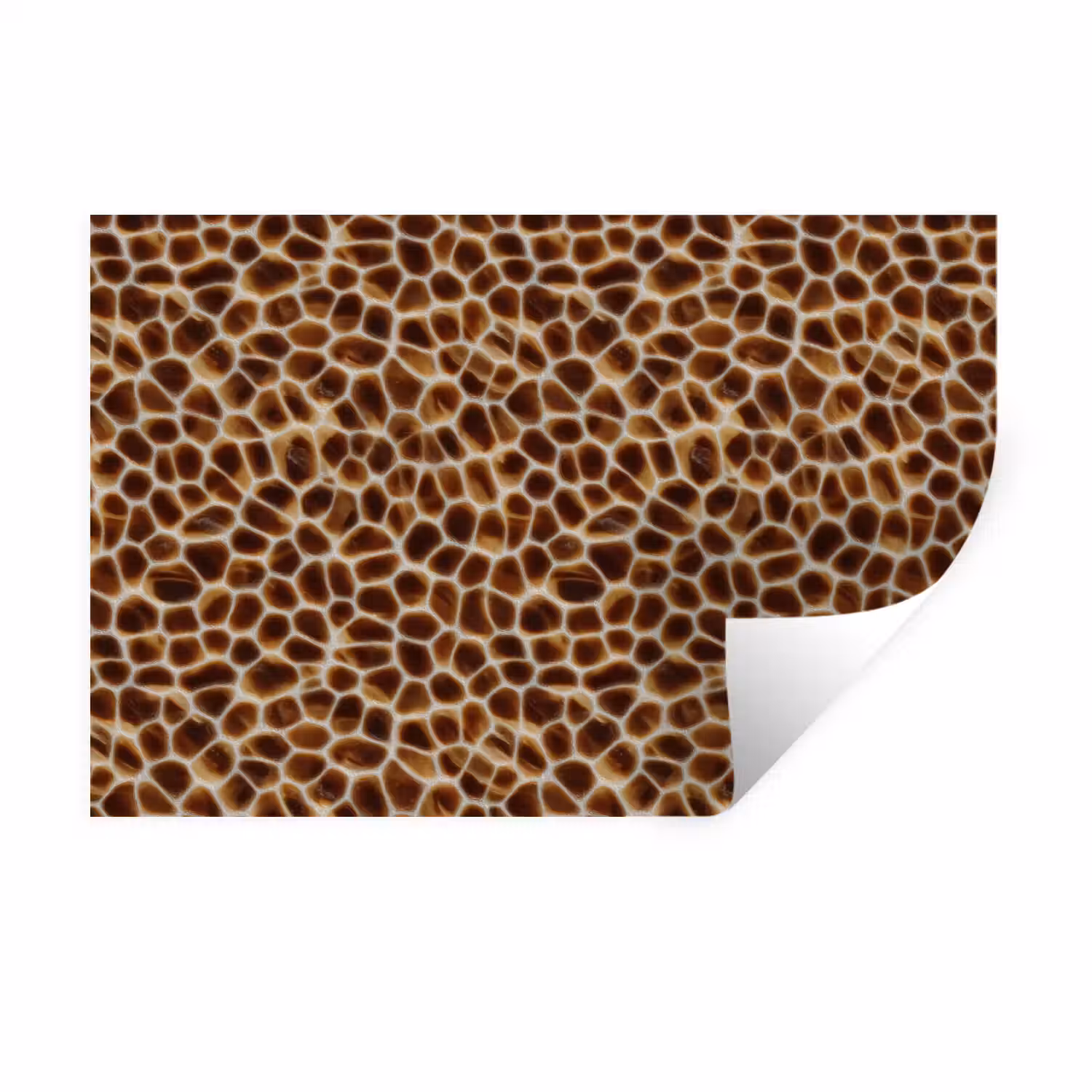 Schildpad - Bruin - Patroon Muursticker klein 286 -3d