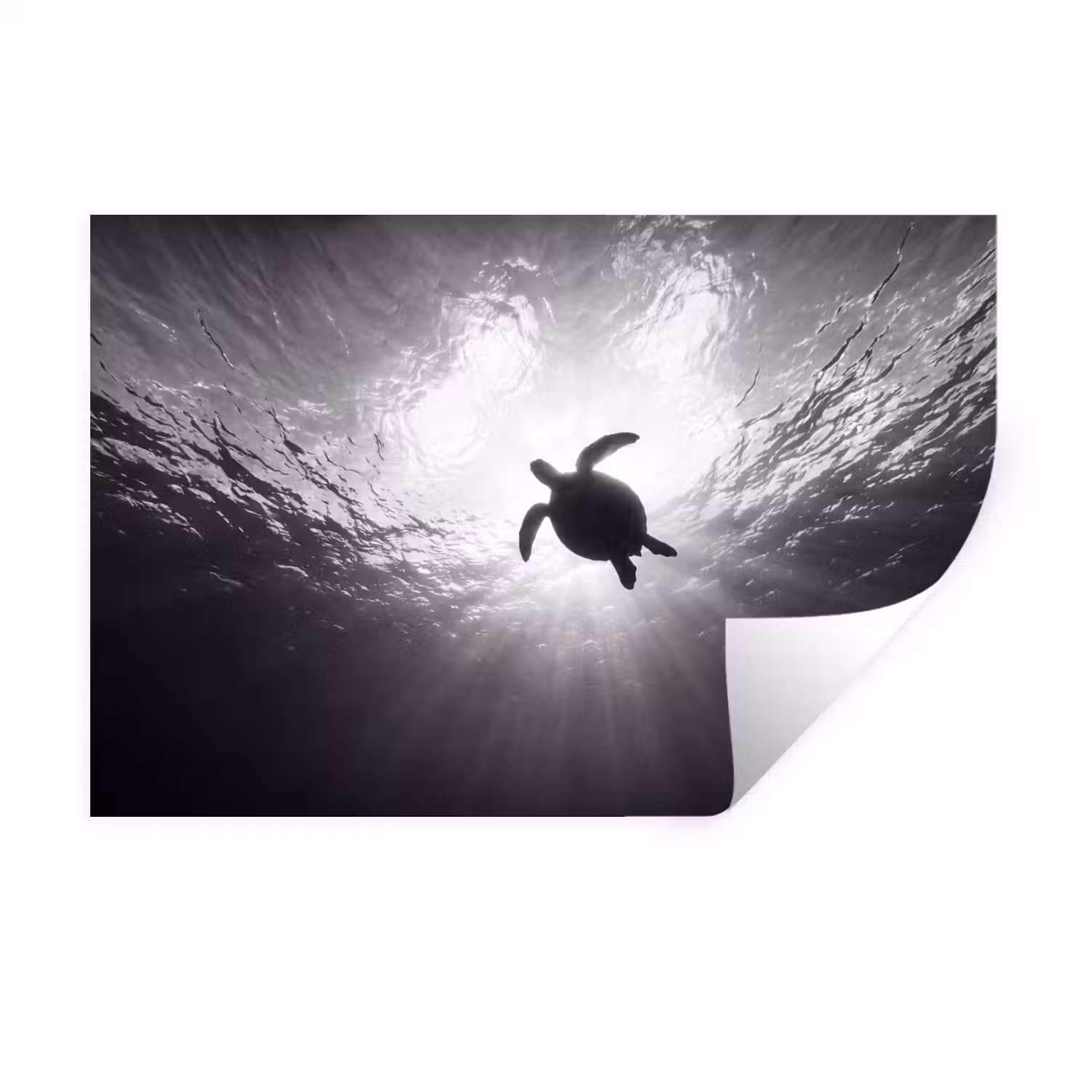 Schildpad - Onderwater - Lichtstralen - Oceaan - Zwart-wit Muursticker klein -3d