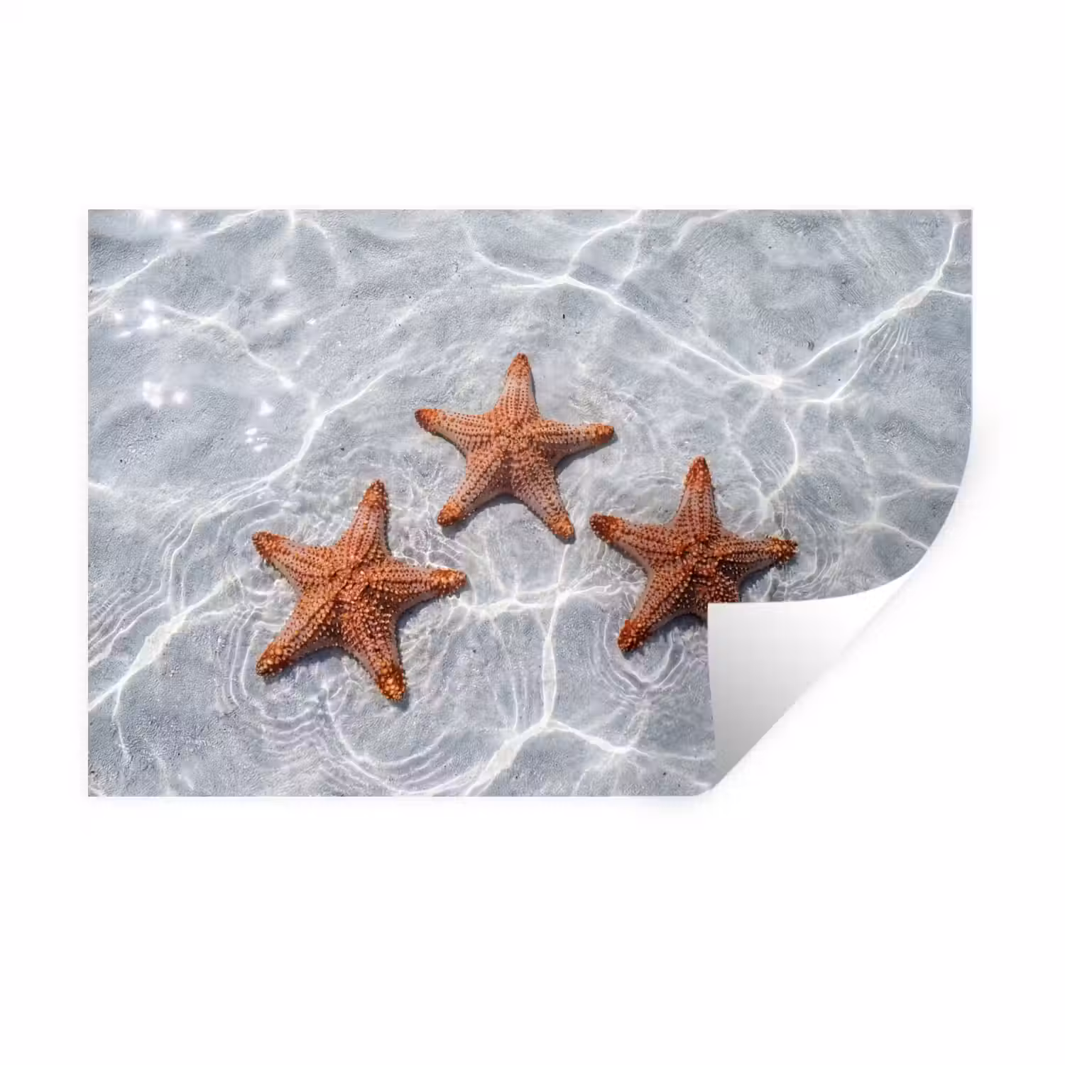 Zeesterren - Water - Helder Muursticker klein -3d