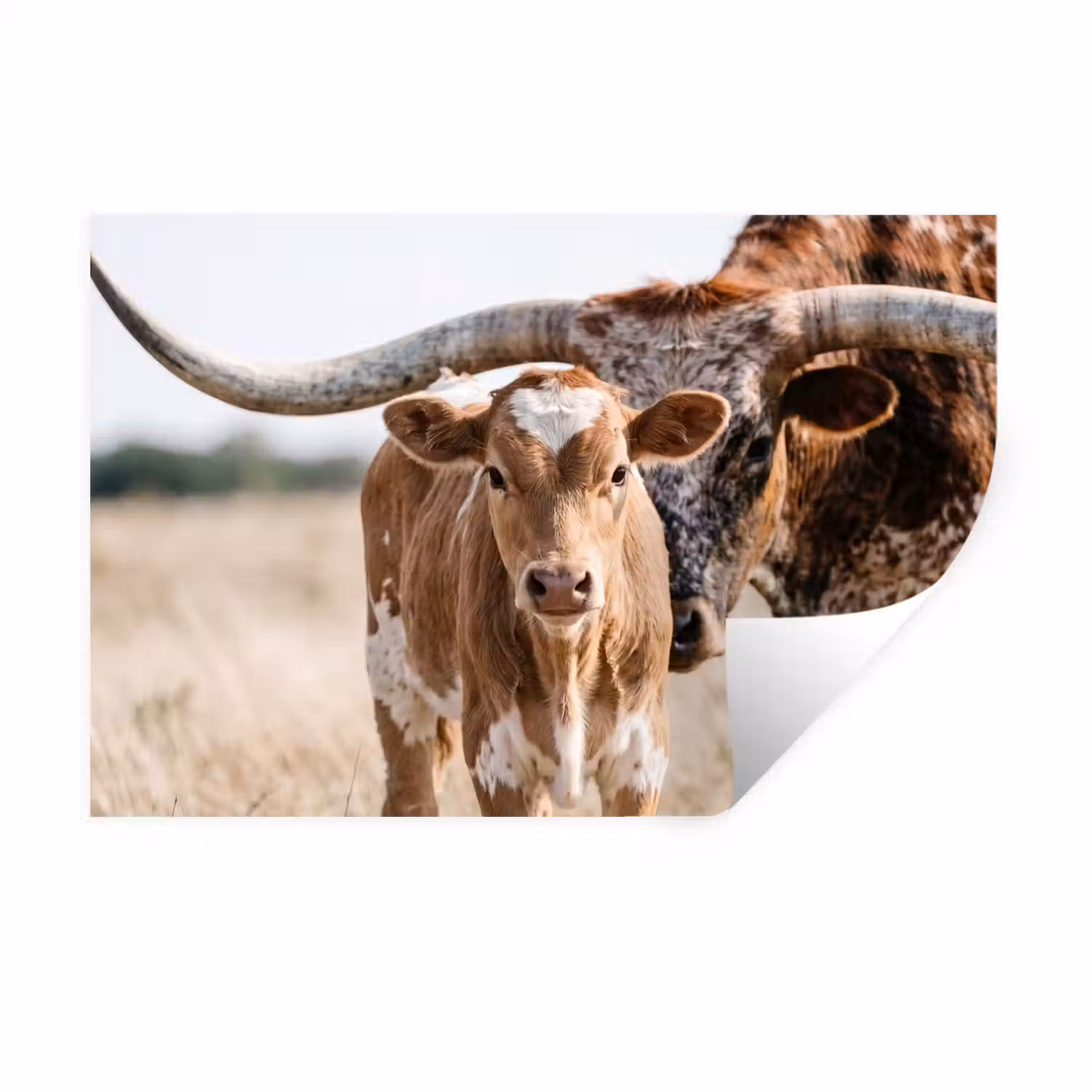 Texas Longhorn - Kalf - Weide - Dieren Muursticker klein -3d