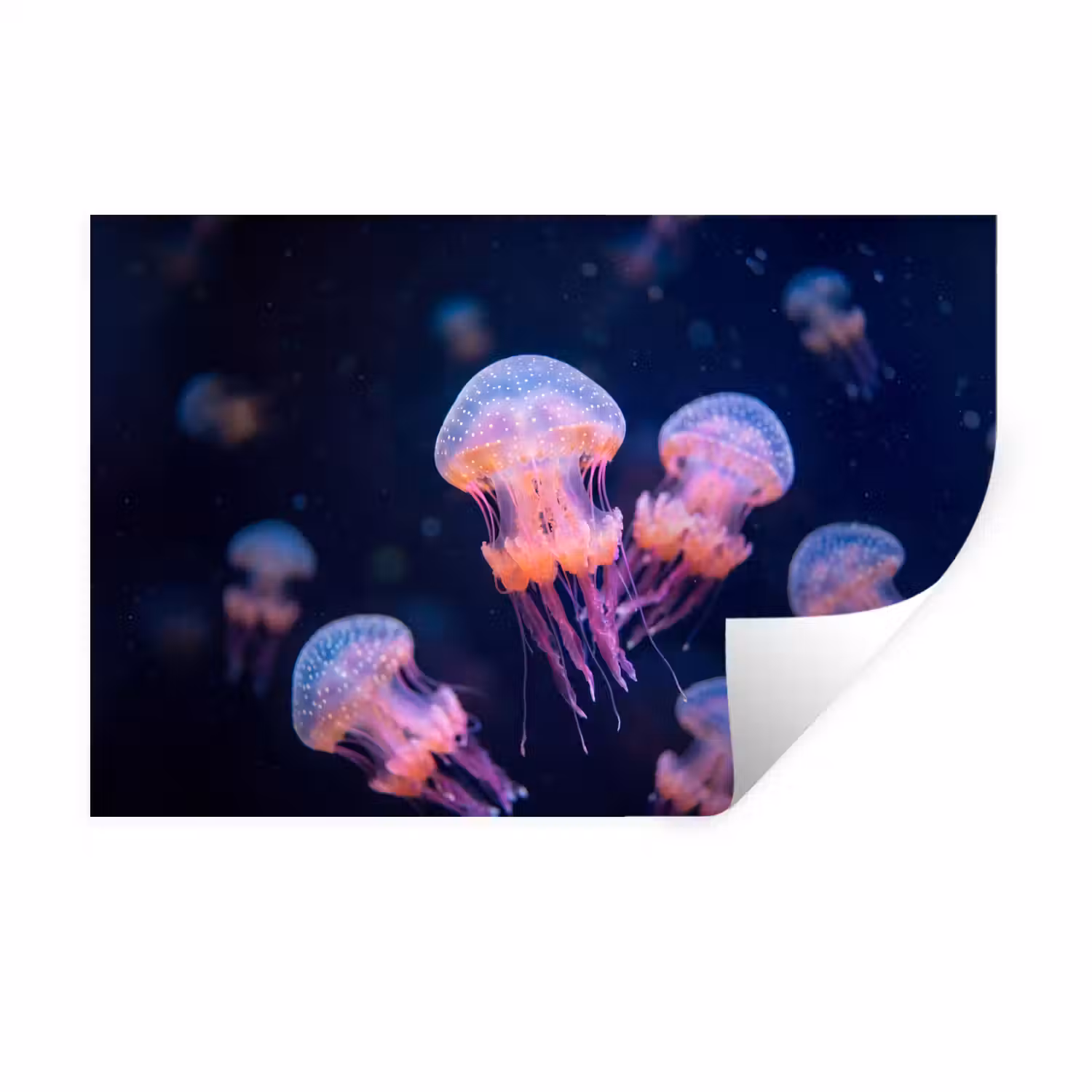 Dier - Onderwater - Natuur - Roze - Mysterieus Muursticker klein -3d