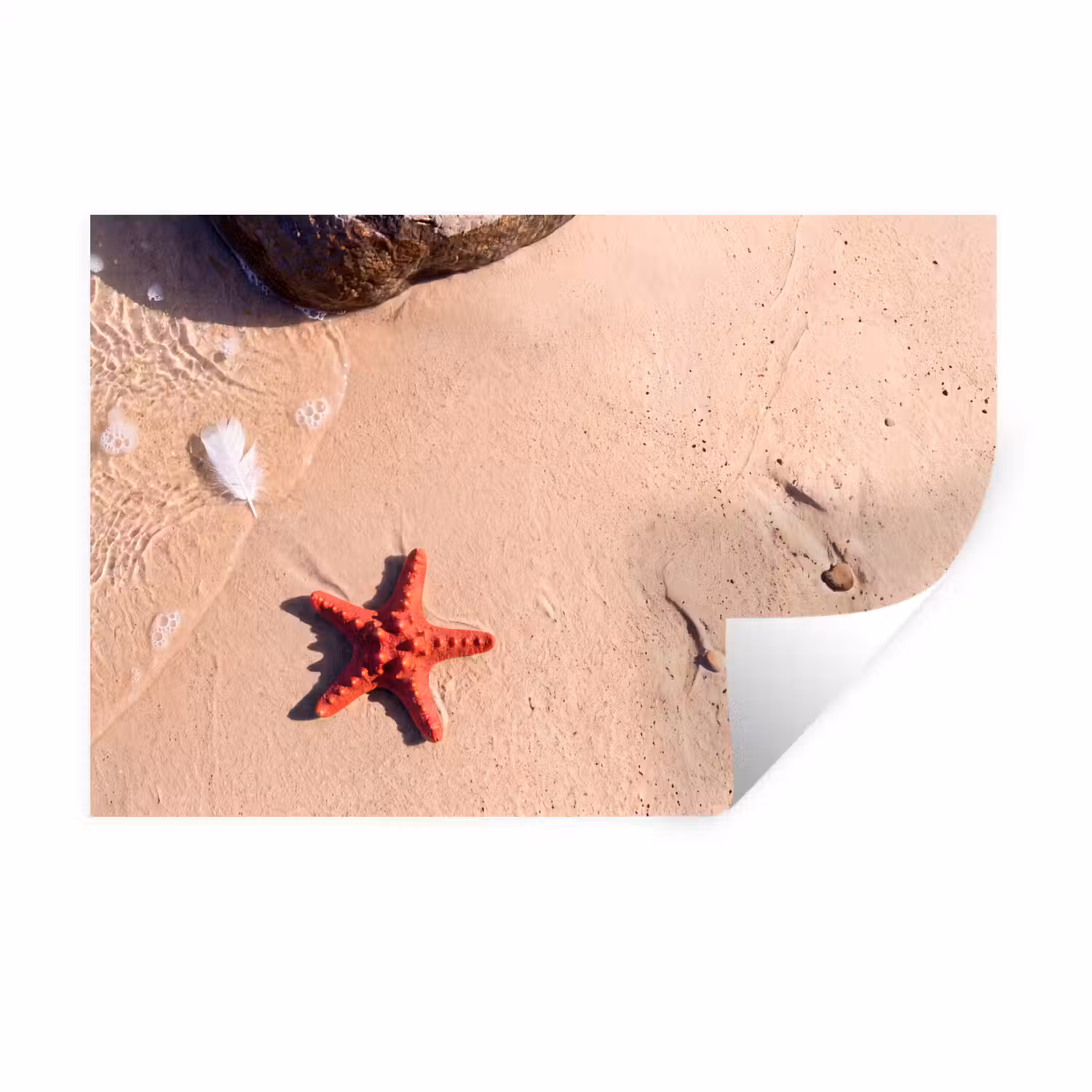 Dieren - Strand - Zee - Natuur - Rood Muursticker klein -3d