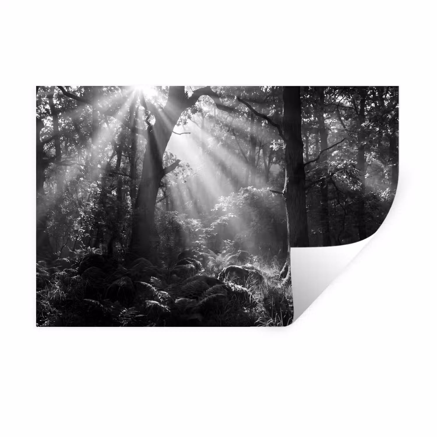 Bos - Lichtstralen - Natuur - Zwart-wit Muursticker klein -3d
