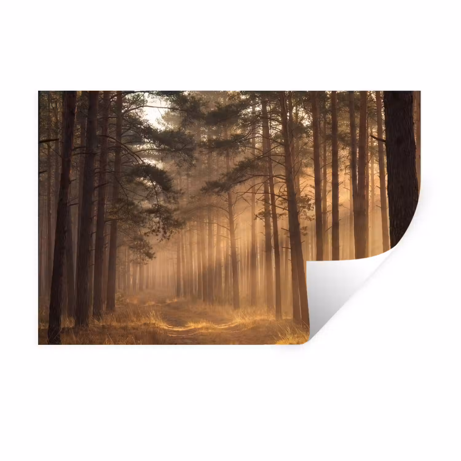 Bos - Mist - Zonlicht Muursticker klein -3d