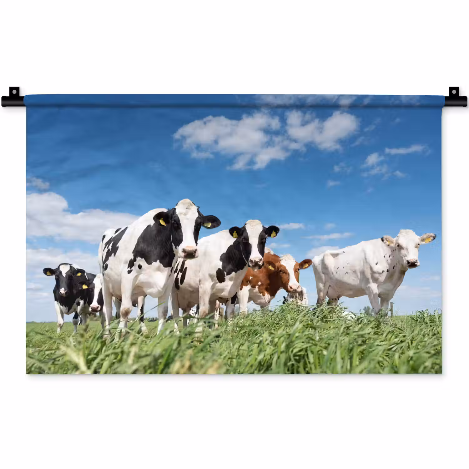 Koeien - Platteland - Weiland - Natuur - Dieren Wandkleed katoen klein -zz3d